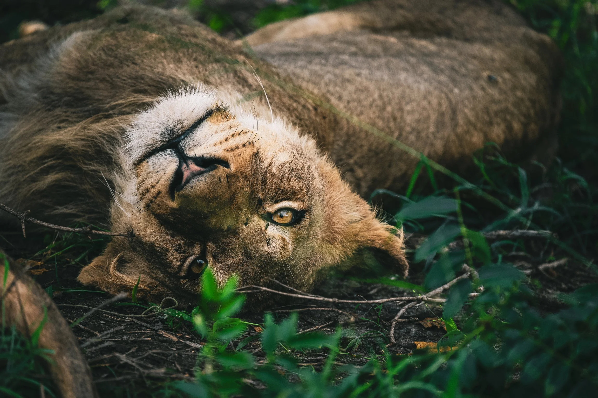 Lioness in the bush