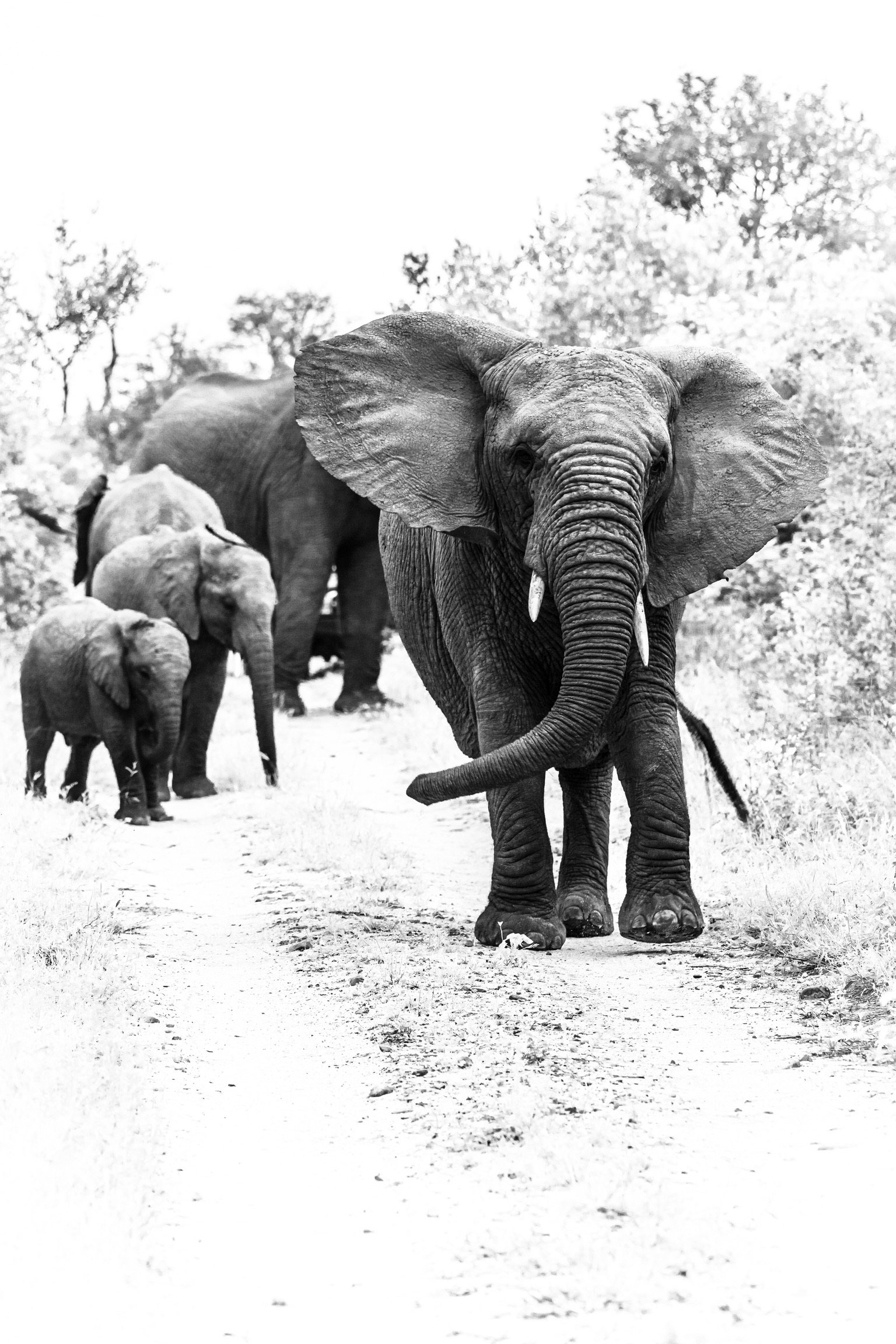 Follow the leader