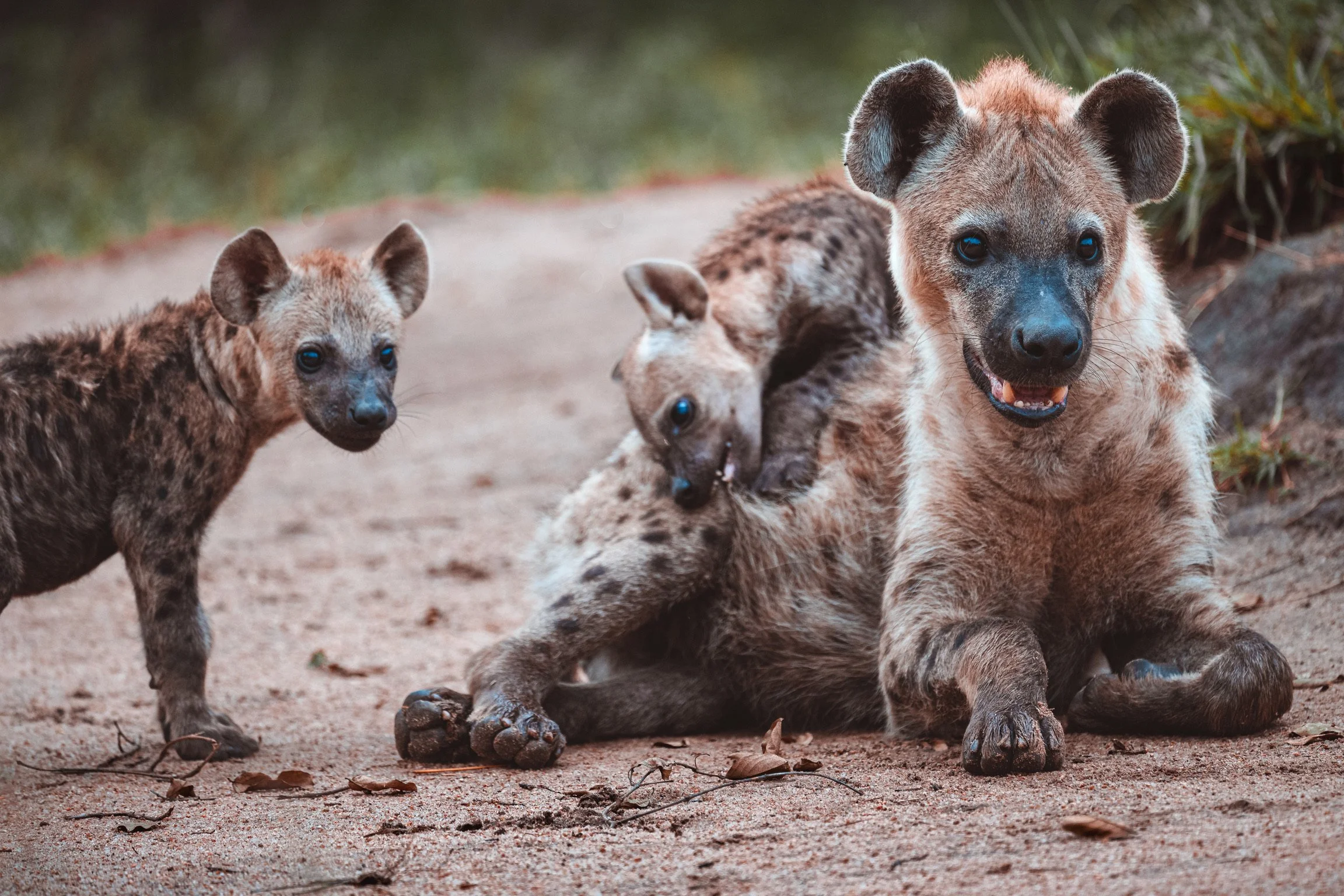 Hyena family at the den