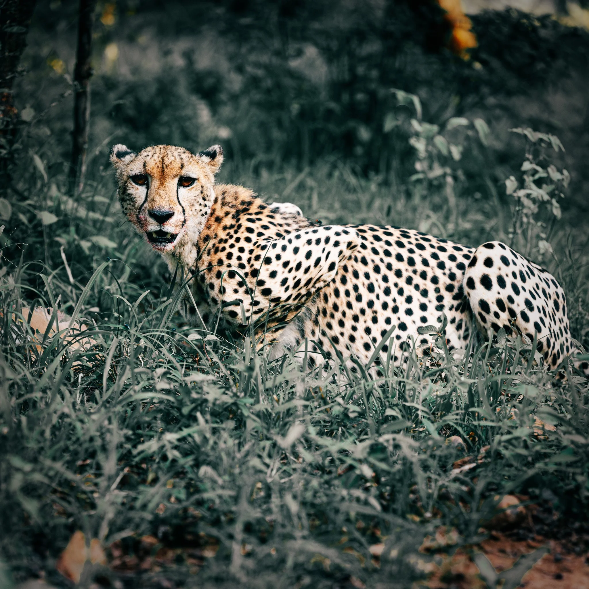 Wary