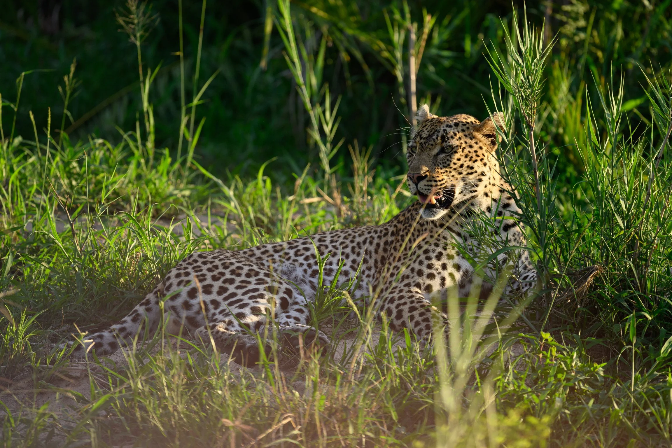 Leopard in the bush