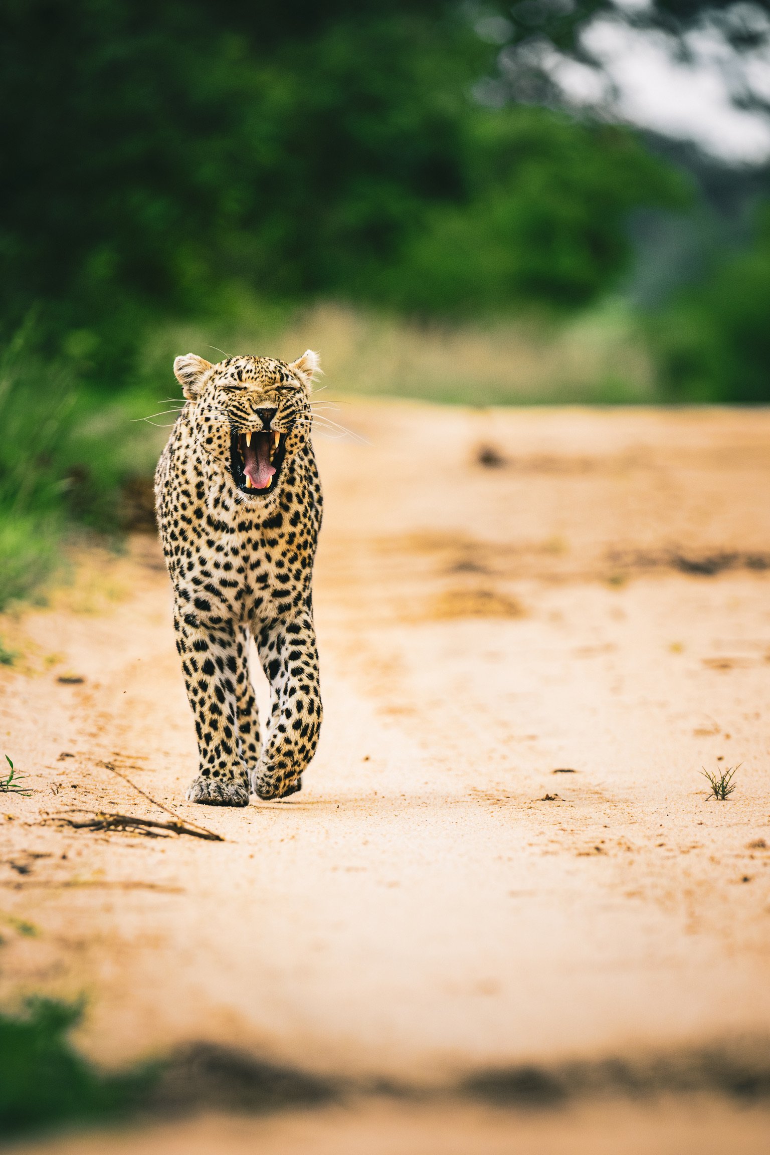 Wandering Leopard