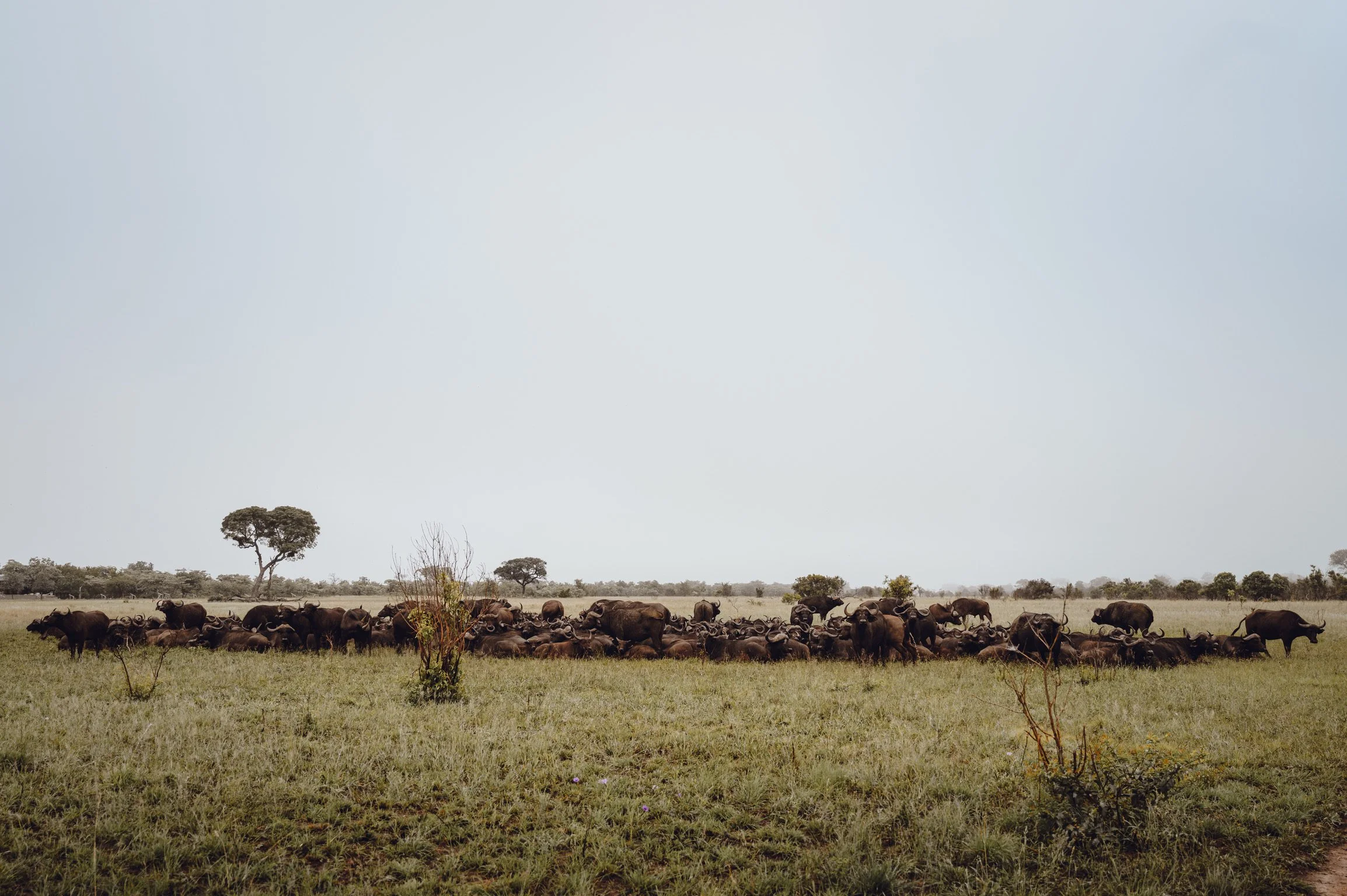 Bison herd on the plain