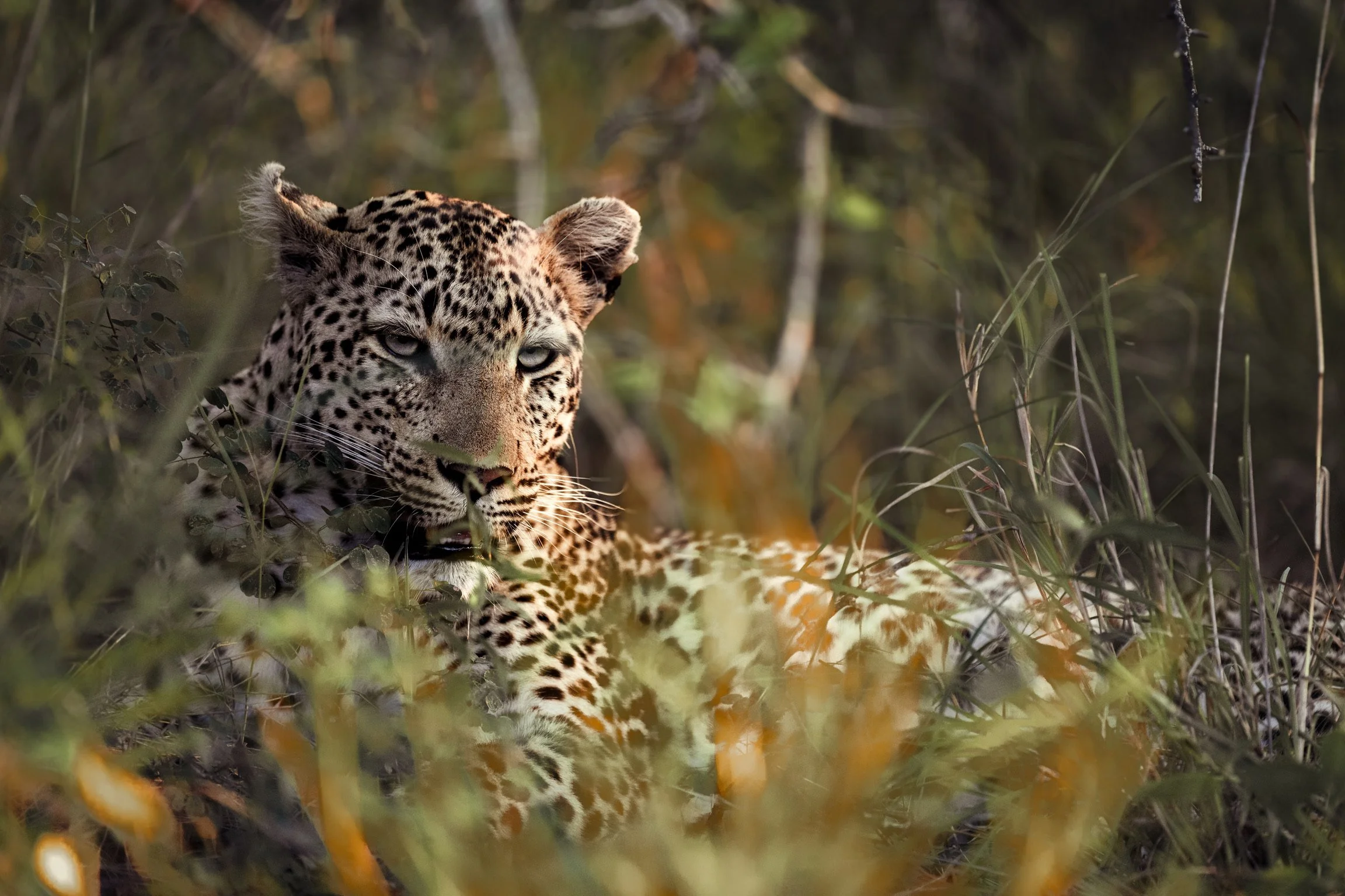 Sunset leopard