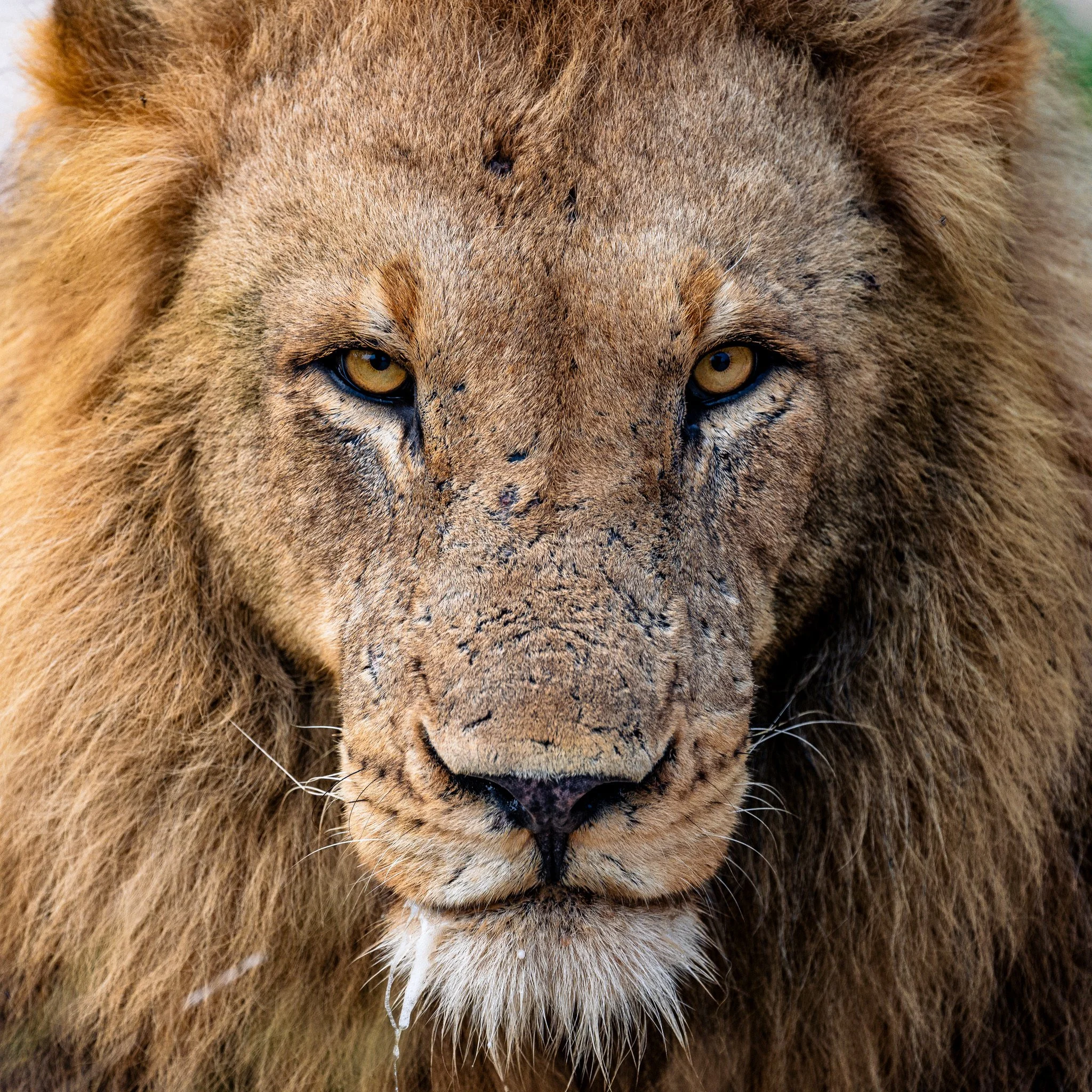 Close-up of a male lion's face with a thick mane and intense eyes.