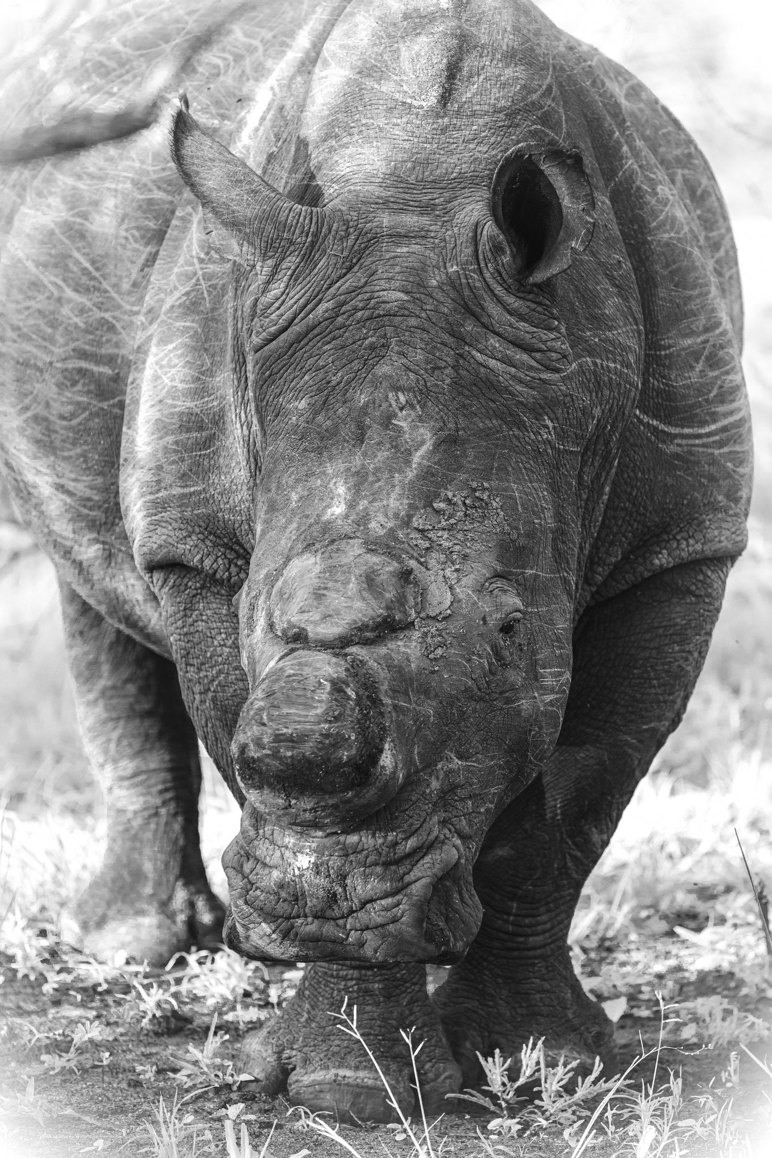 Rhinoceros