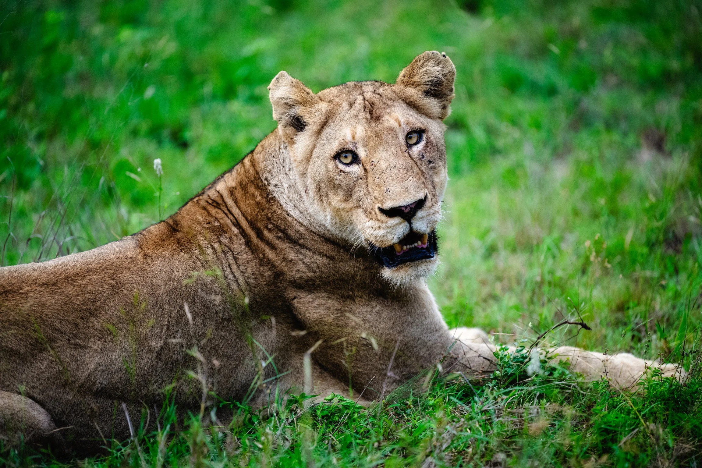 Observant lioness