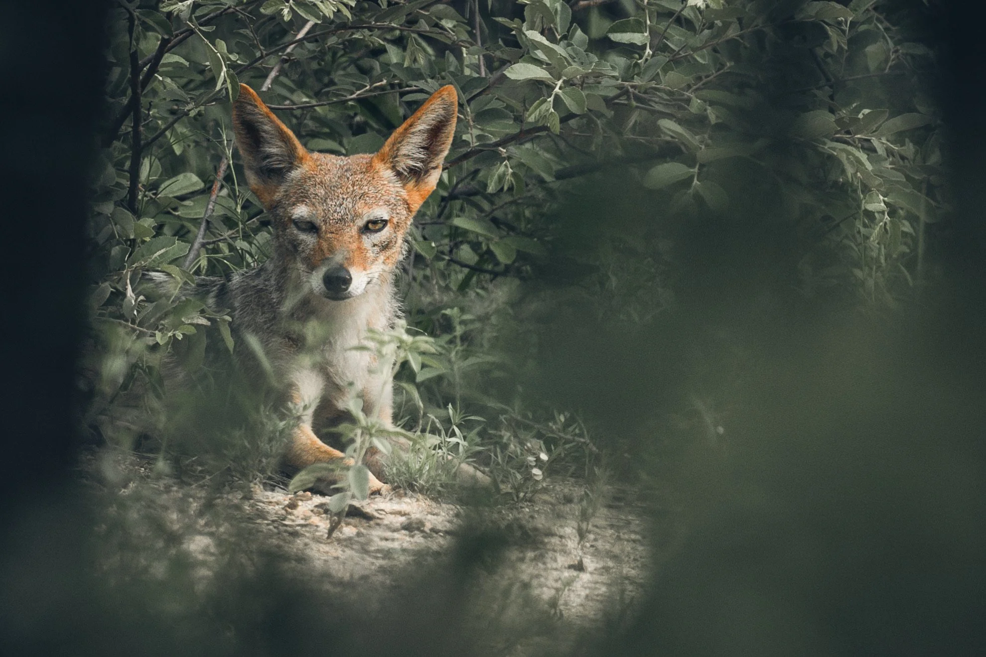 Jackal