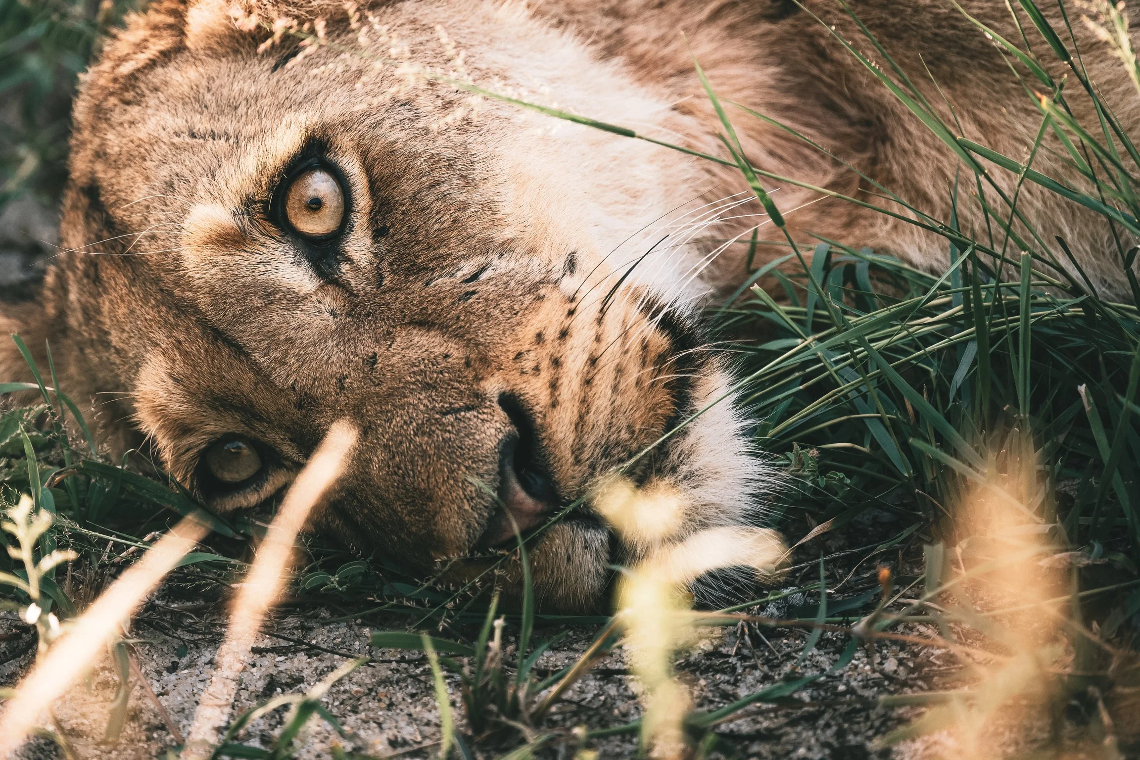 Lioness in the grass