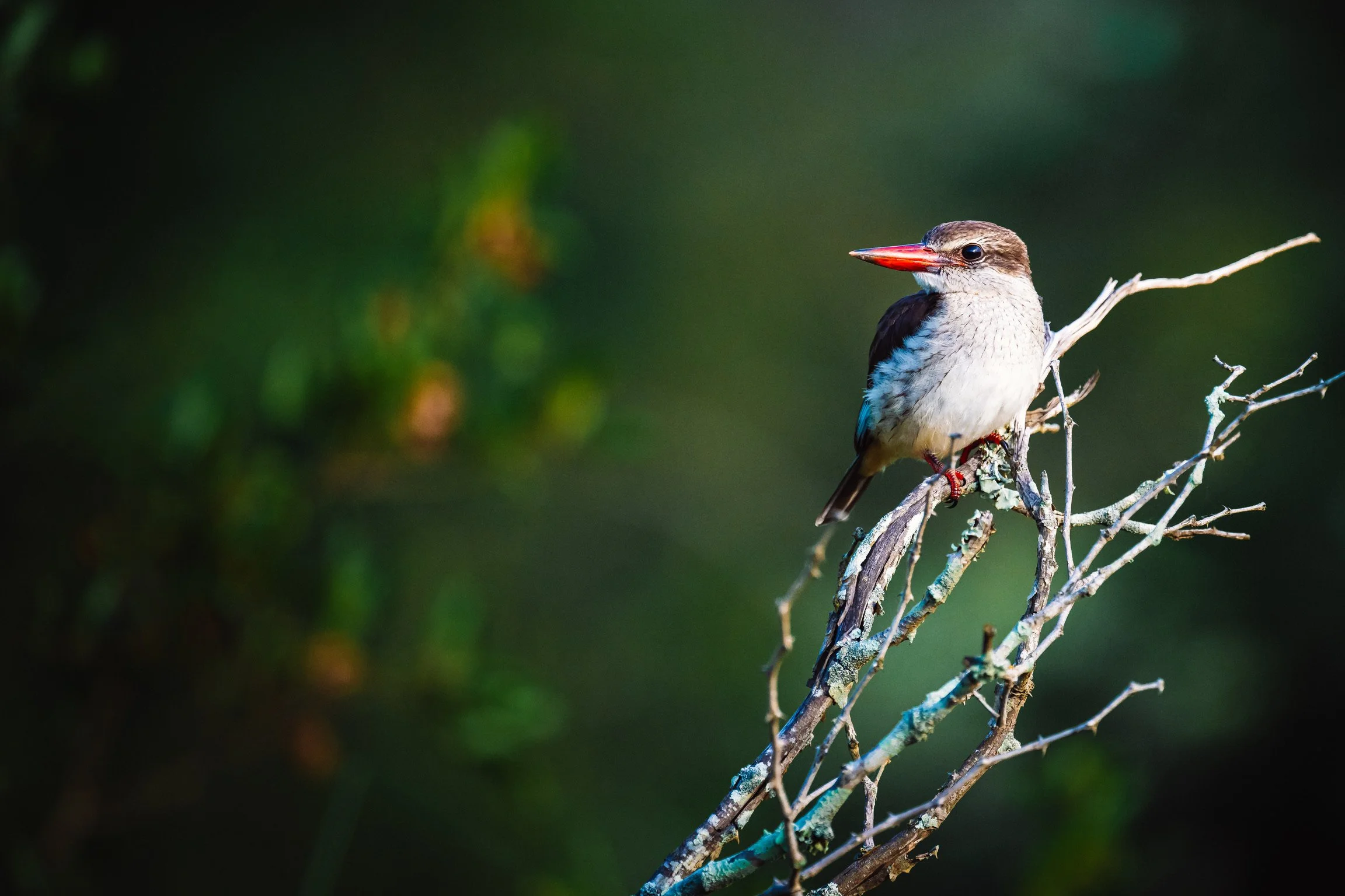 Striped kingfisher