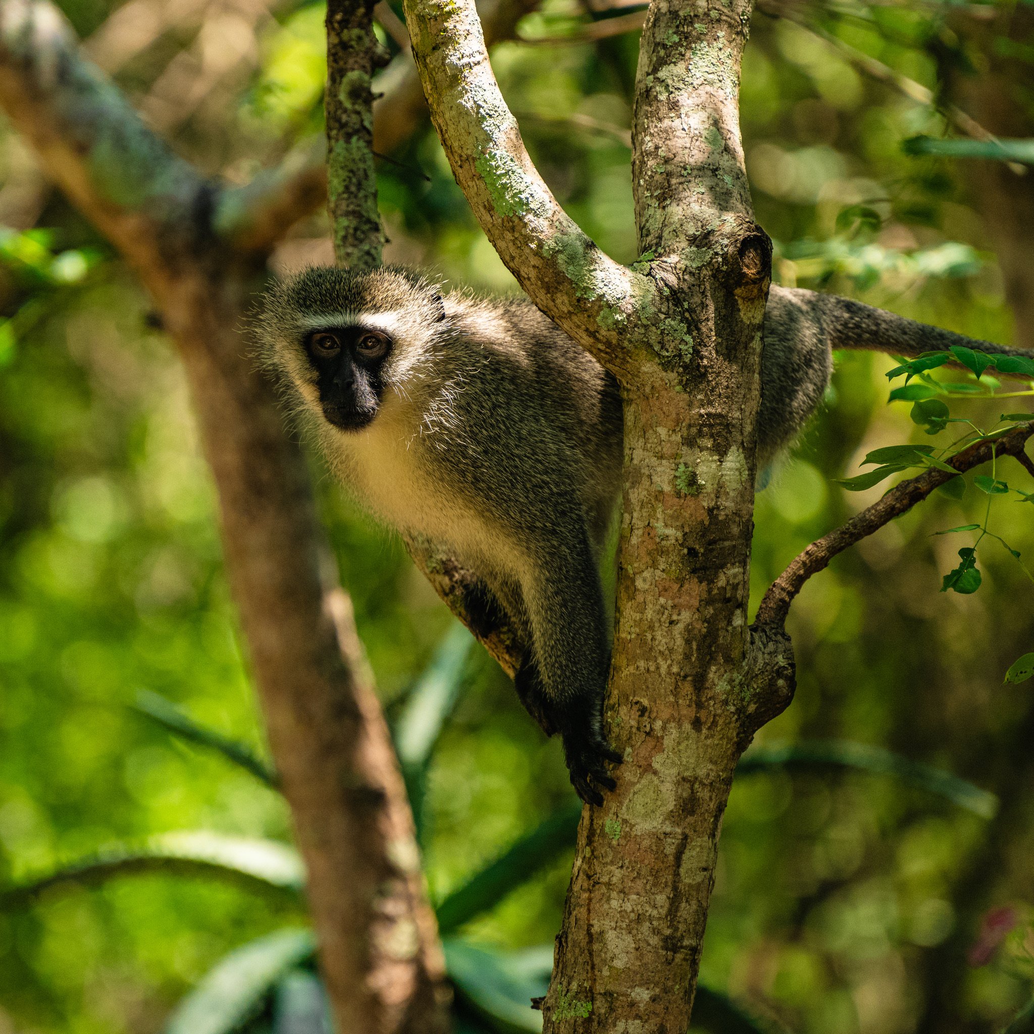 Perched monkey