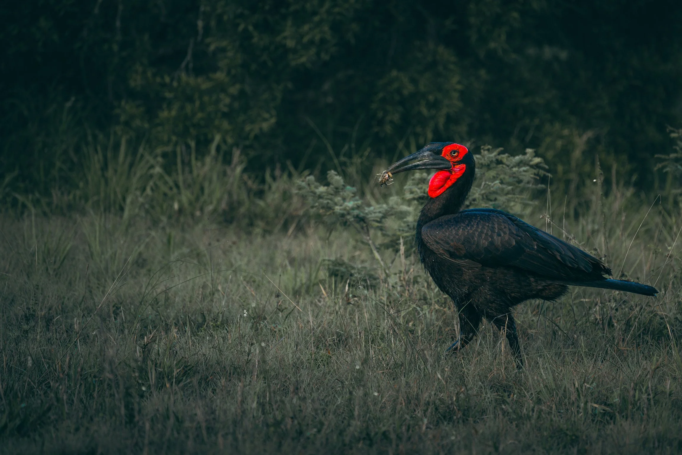 Hornbill emerges