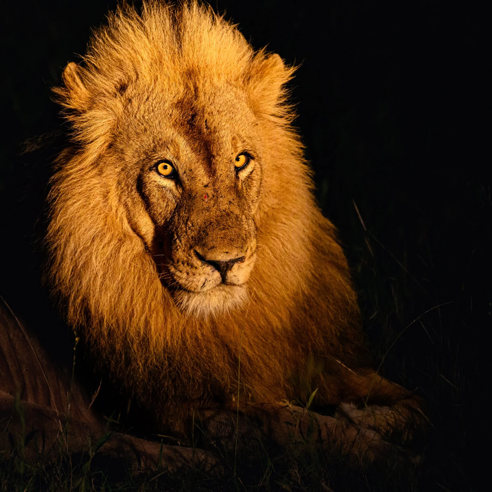 Male lion at night