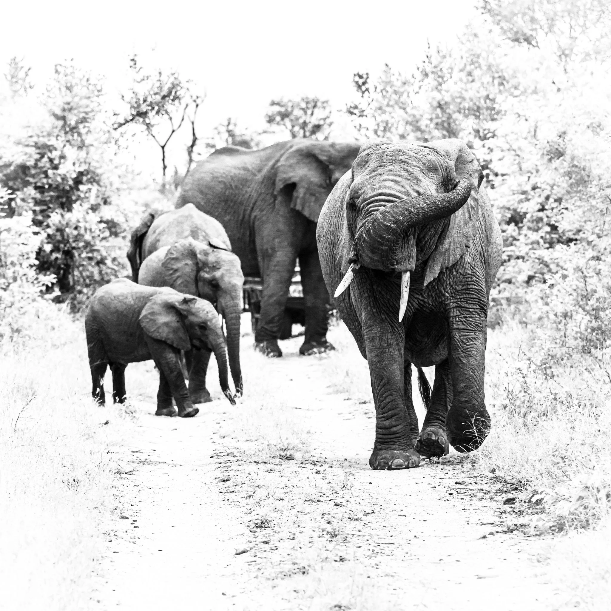 Walkabout