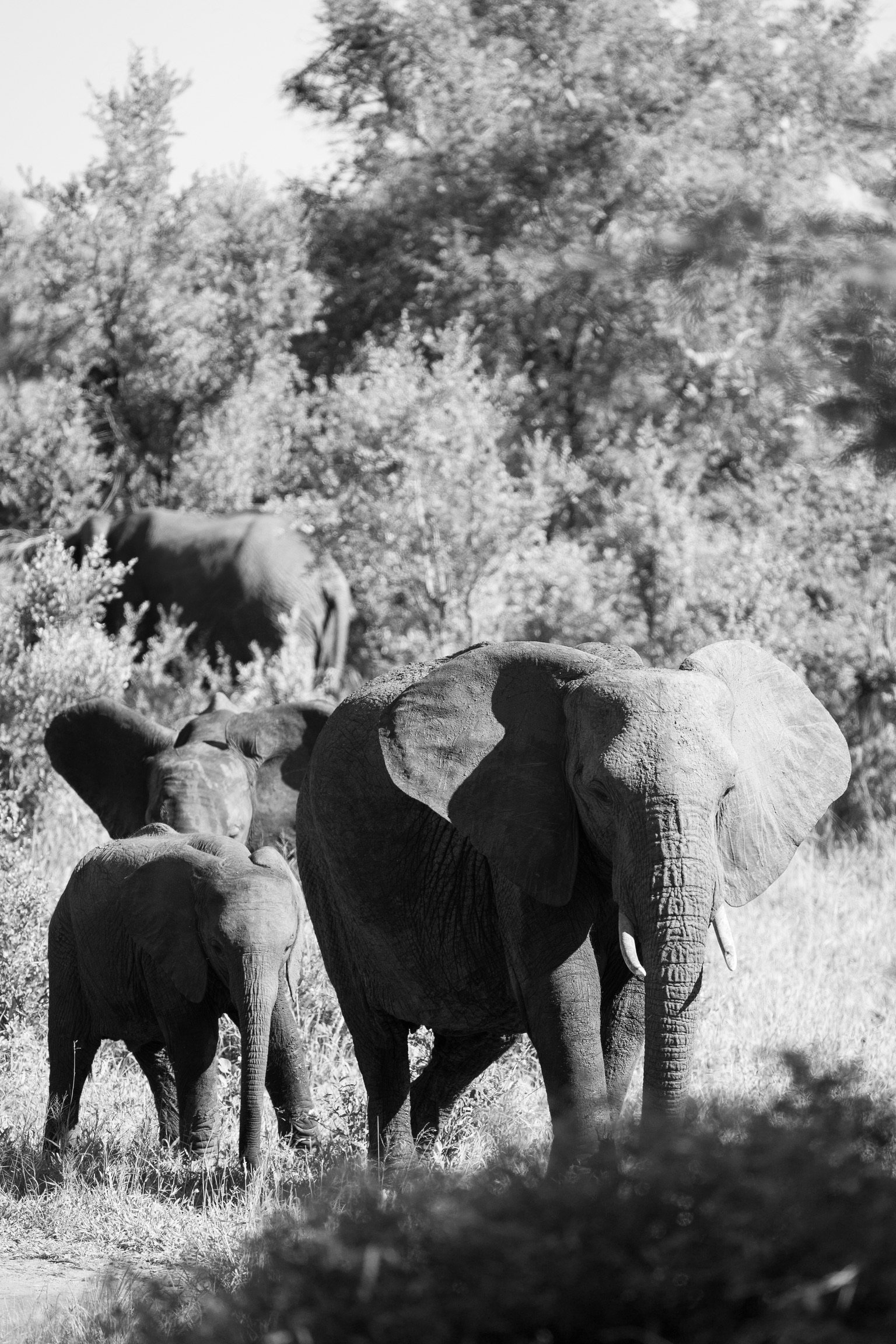 Rumble in the bush