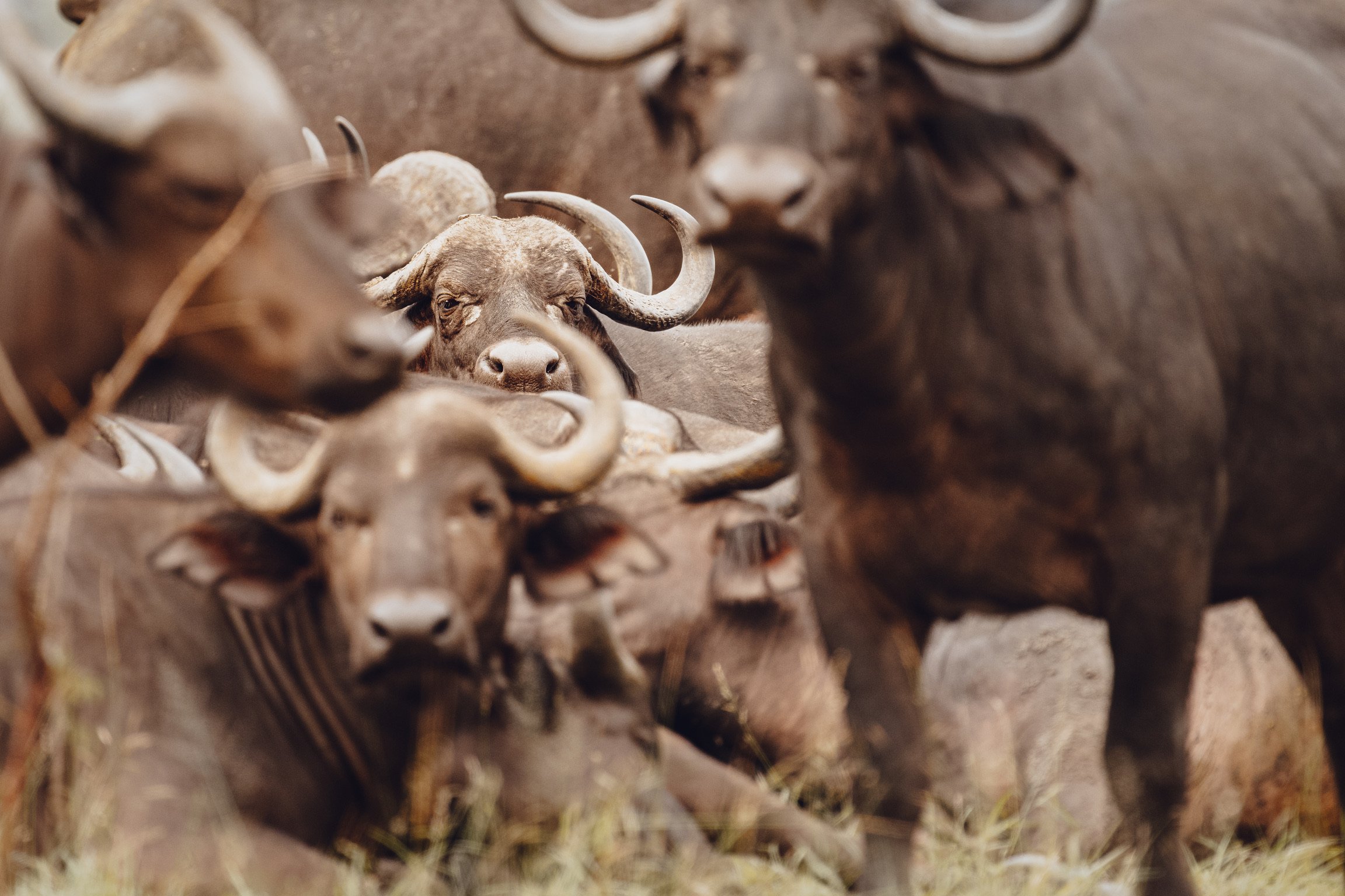 Waking Bison
