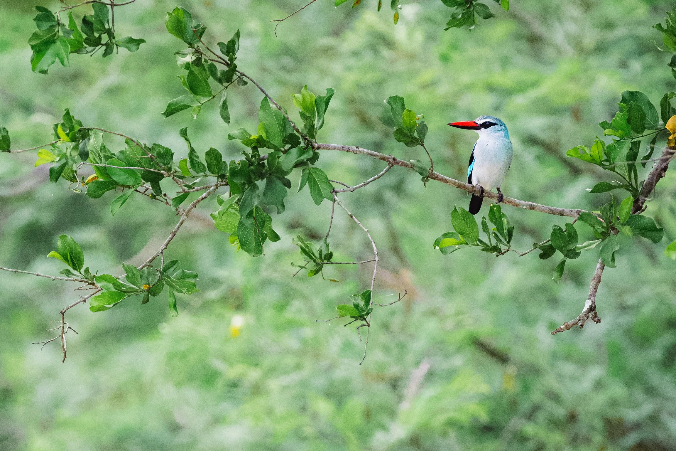 Woodland kingfisher