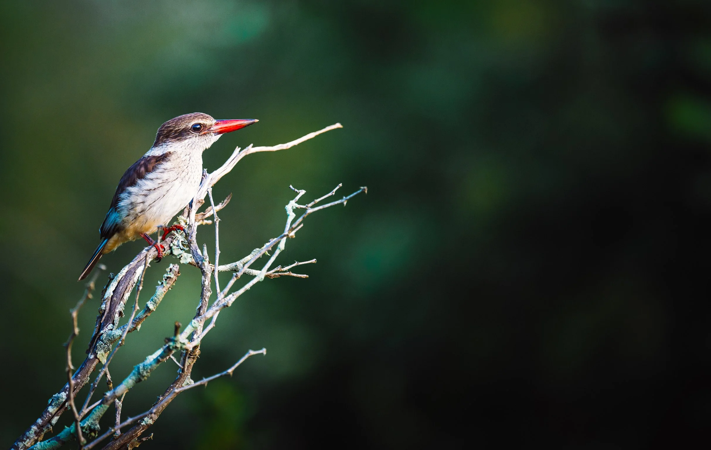 Striped kingfisher