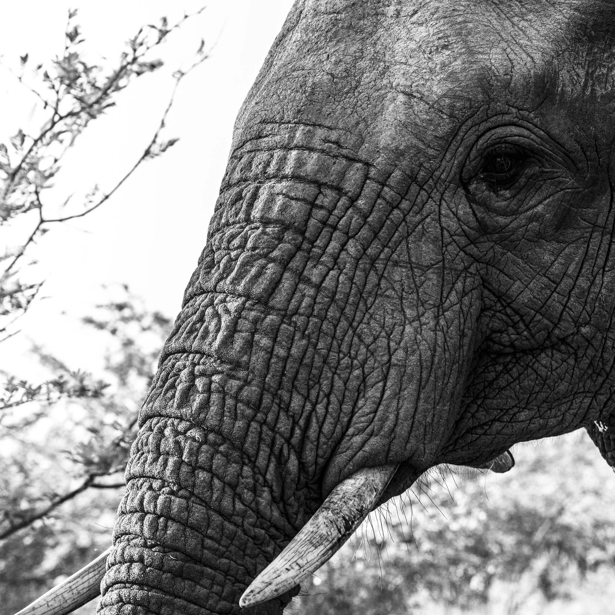 Close encounter