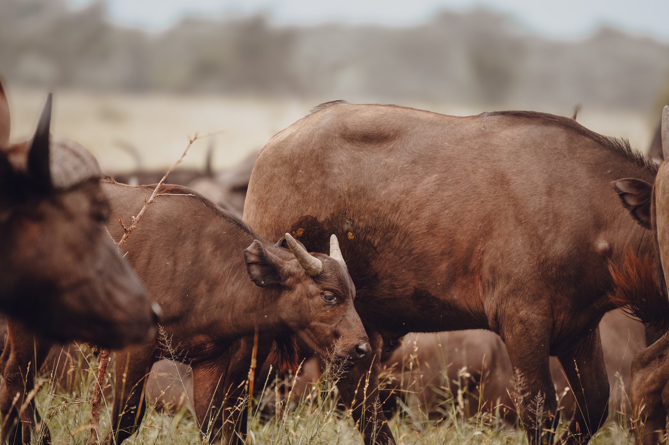 Bison on the move