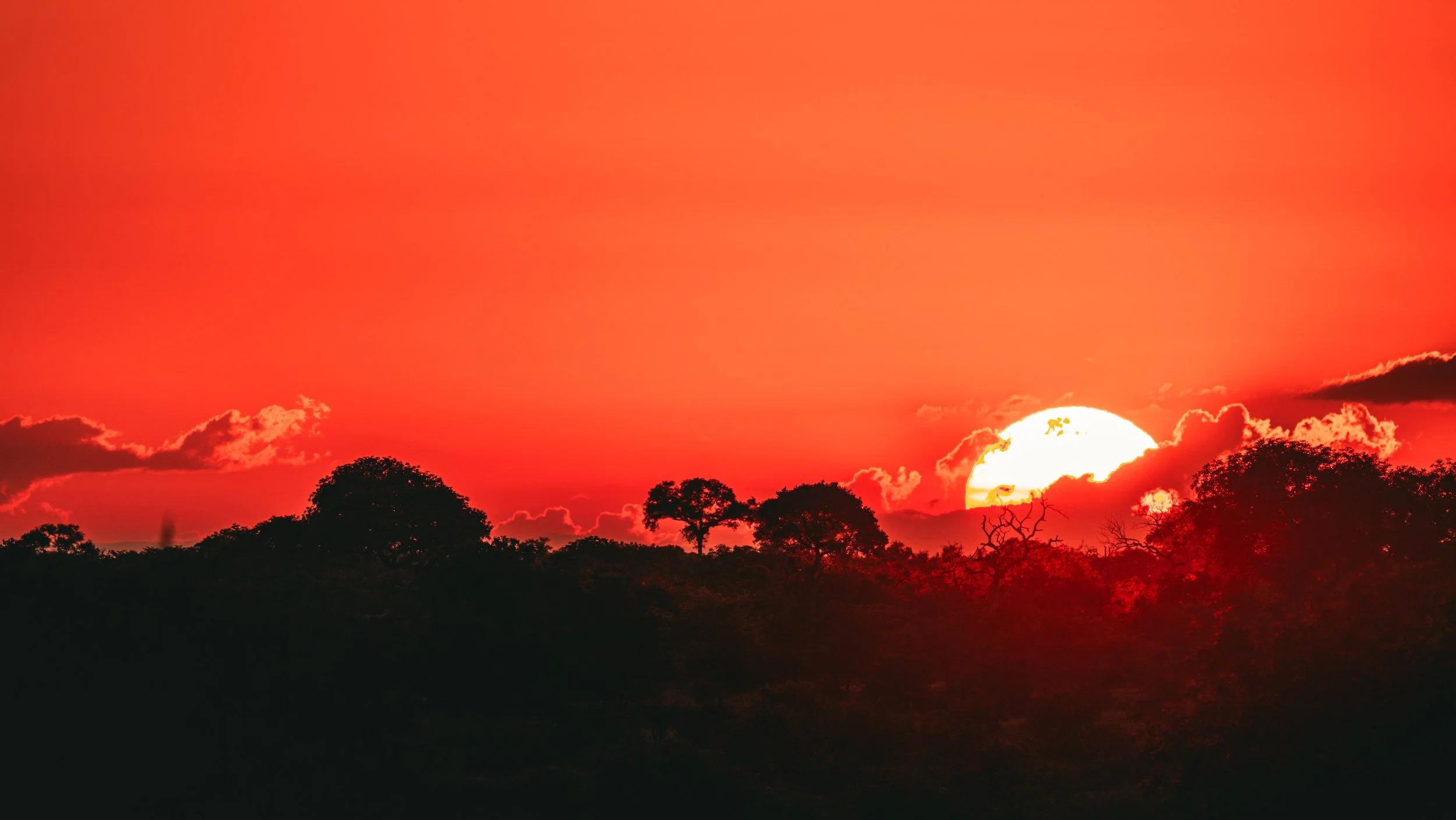 Sunset over an African forest with silhouettes of baobab trees against a red sky.