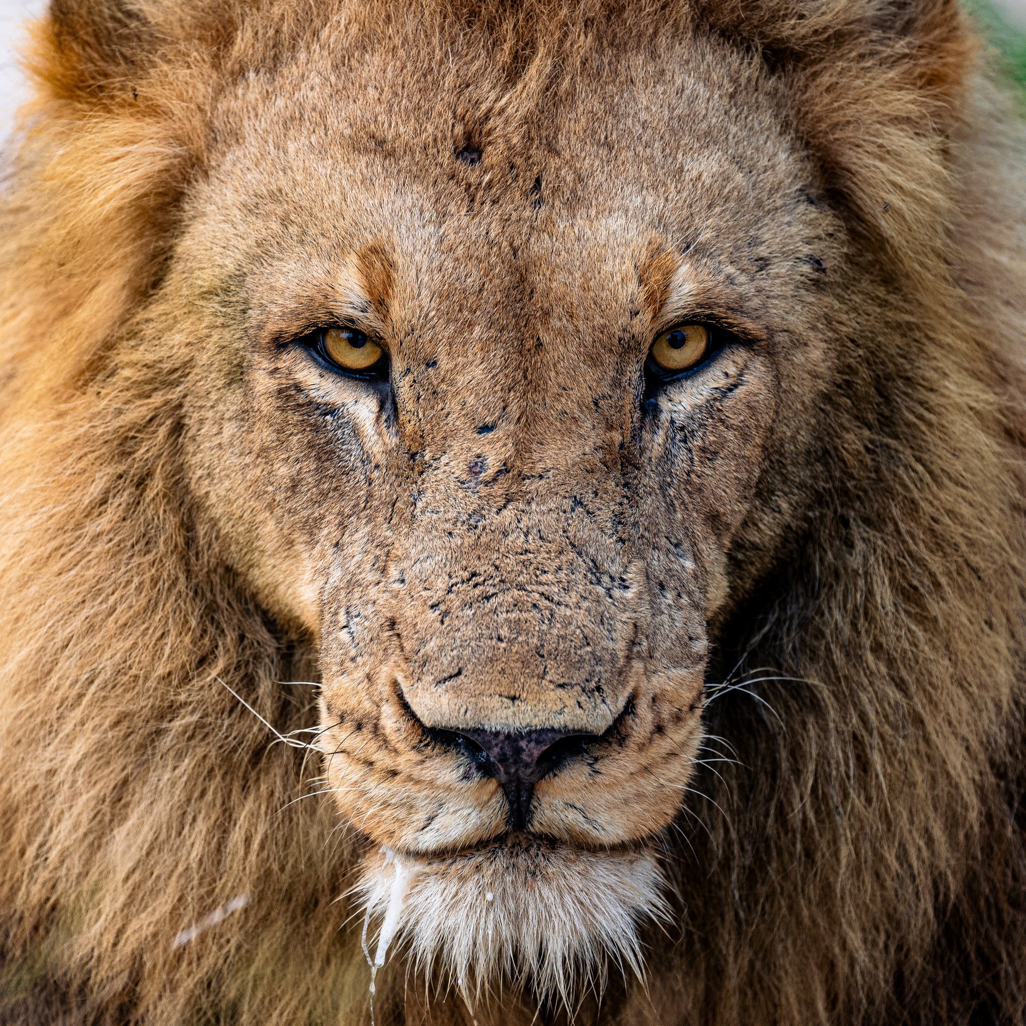 Male Lion