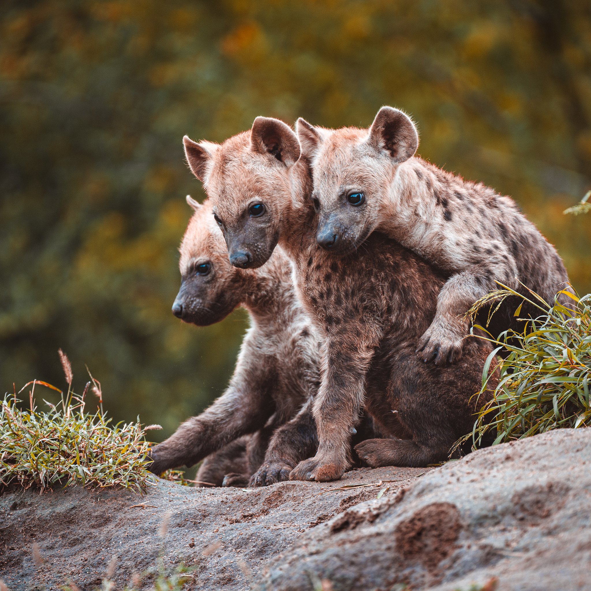 Hyena cubs