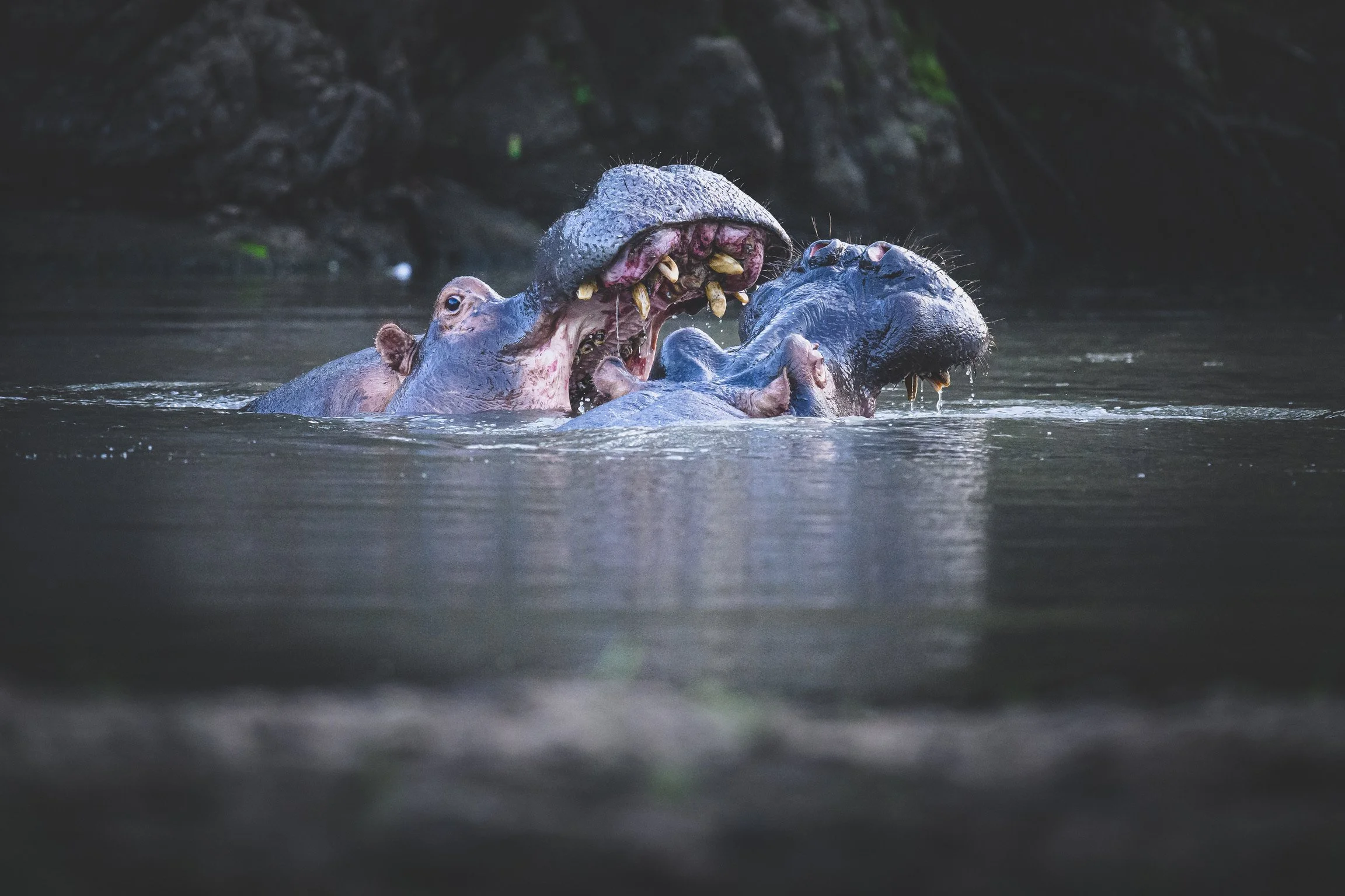 A close encounter