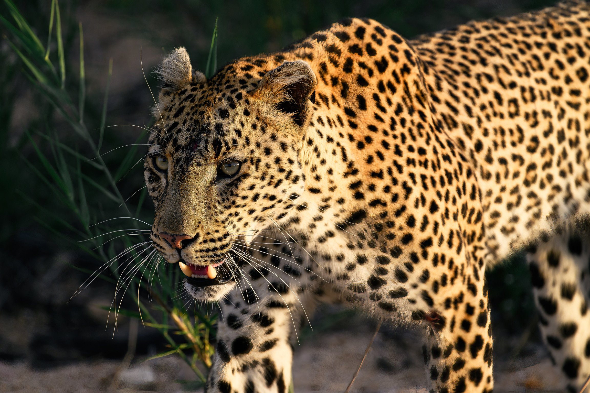 Leopard in the bush
