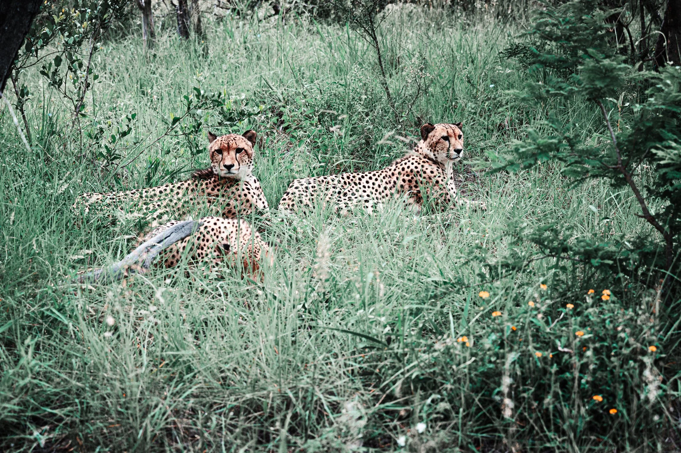 Three brothers