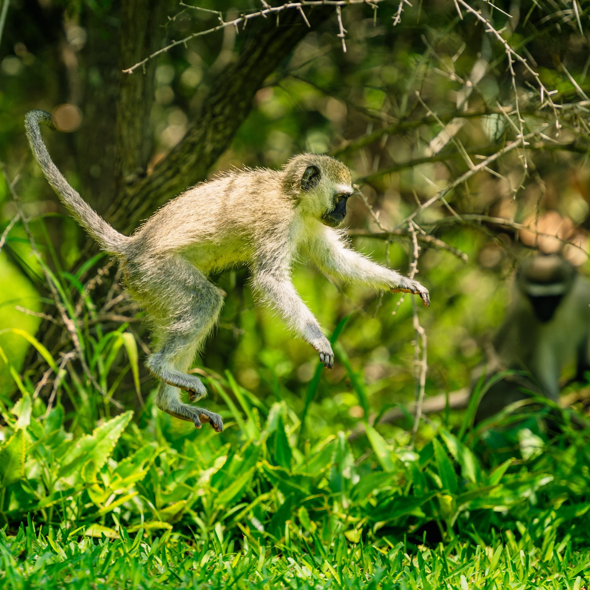 Treetop jump