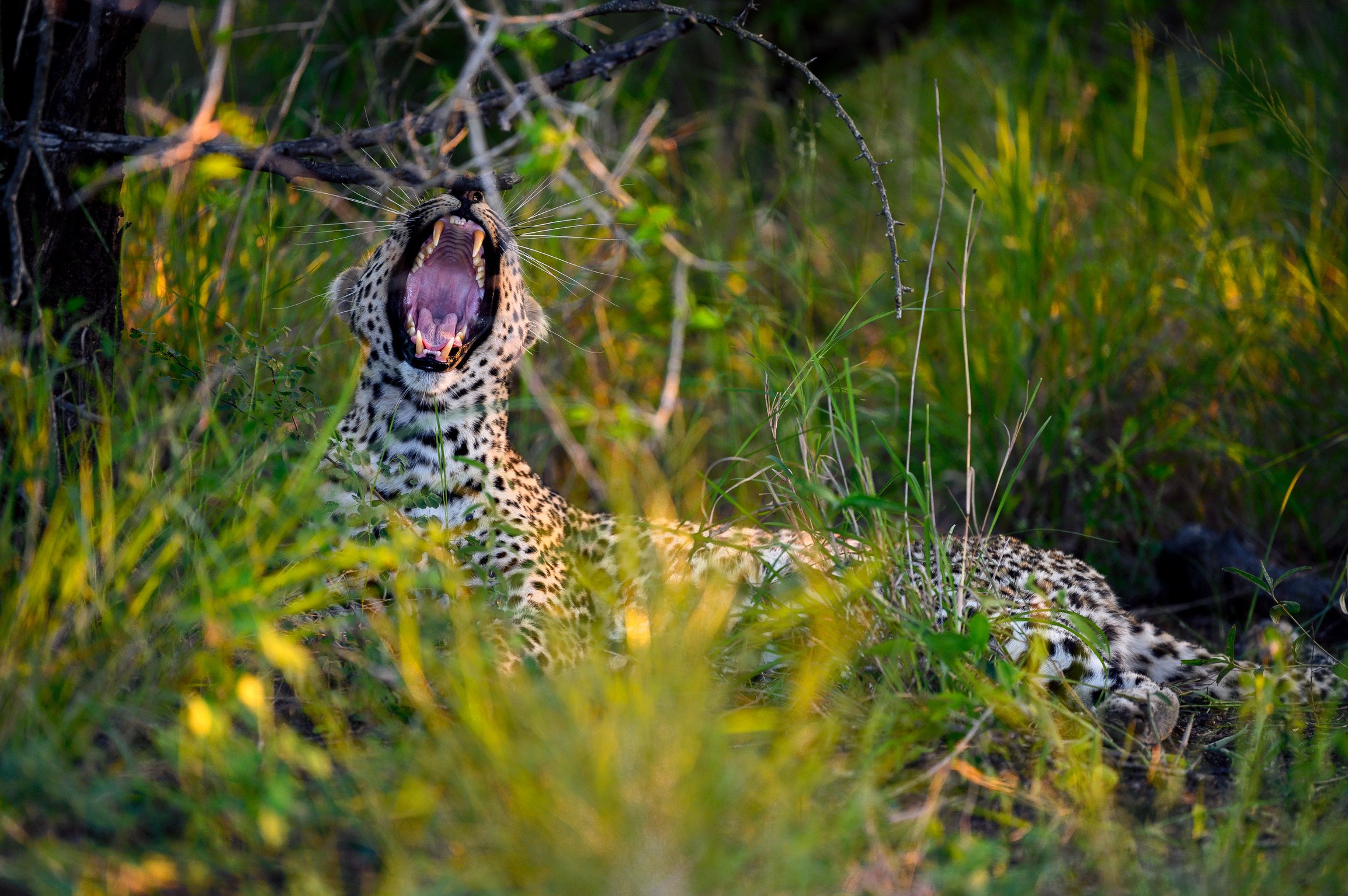 Yawn!