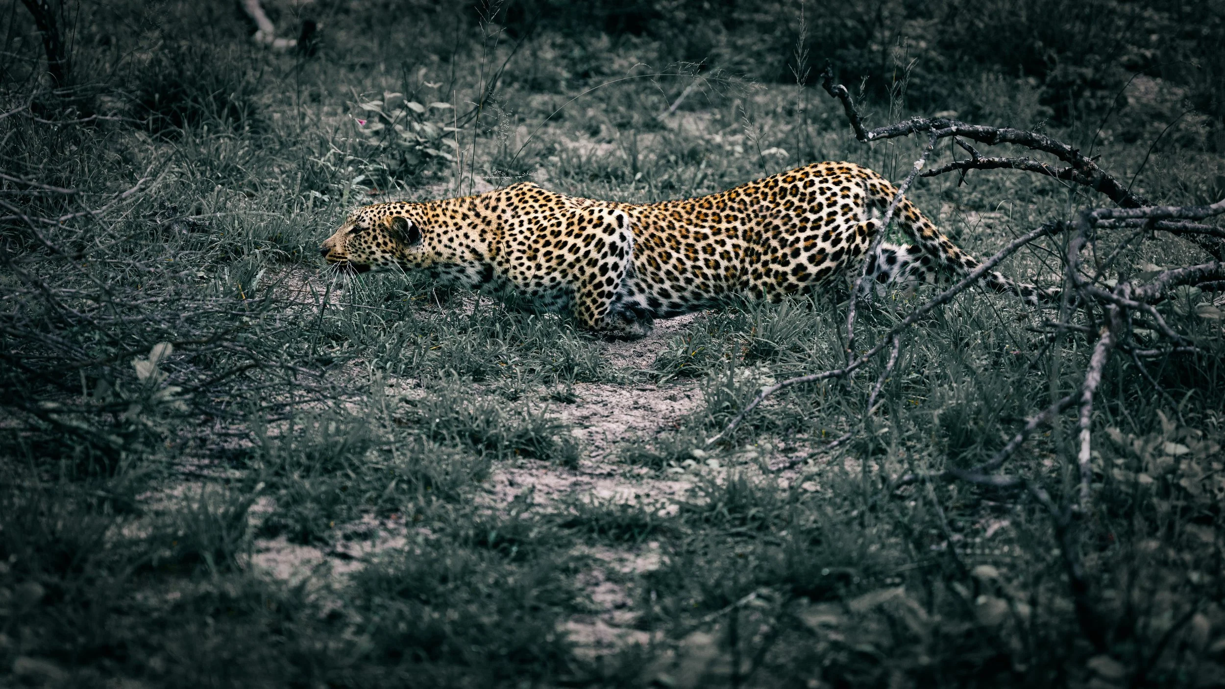 Stalking through the bush