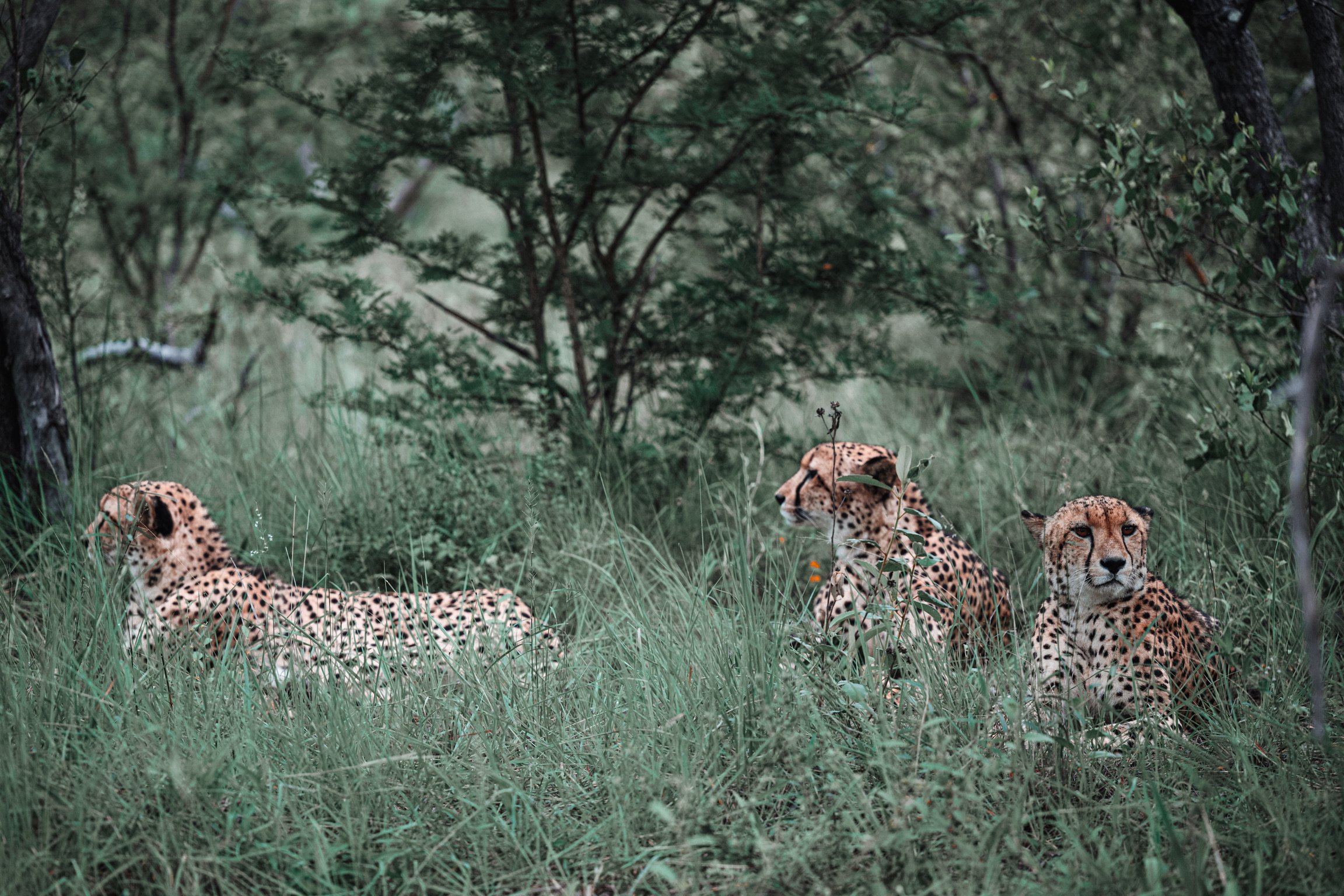 Three brothers, again