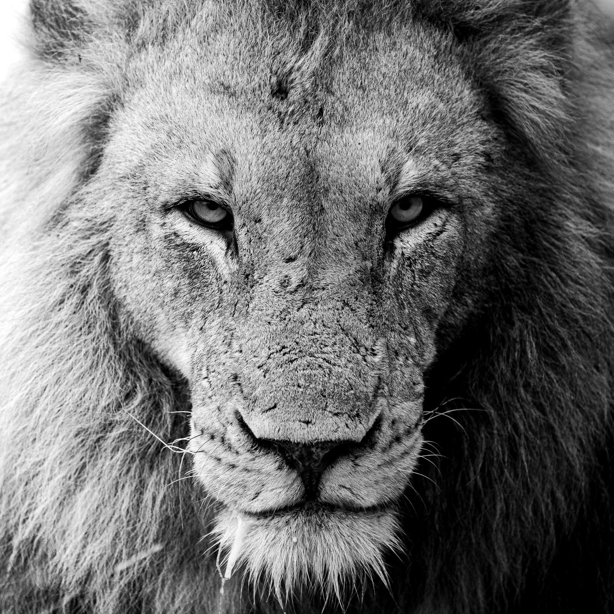Close-up black and white photograph of a lion's face with a focused gaze.