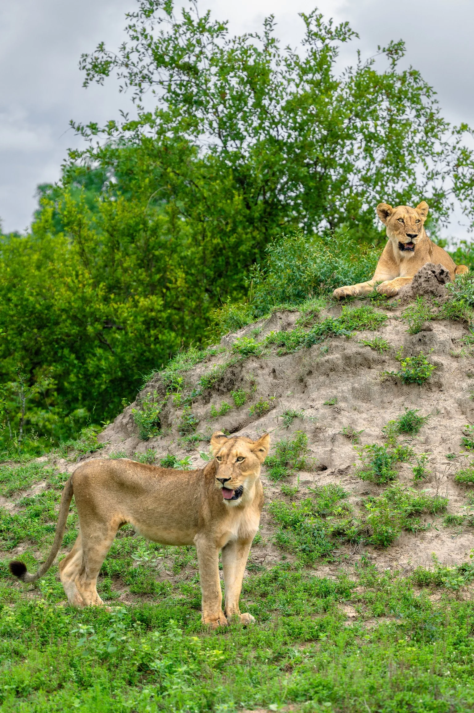 Lookout