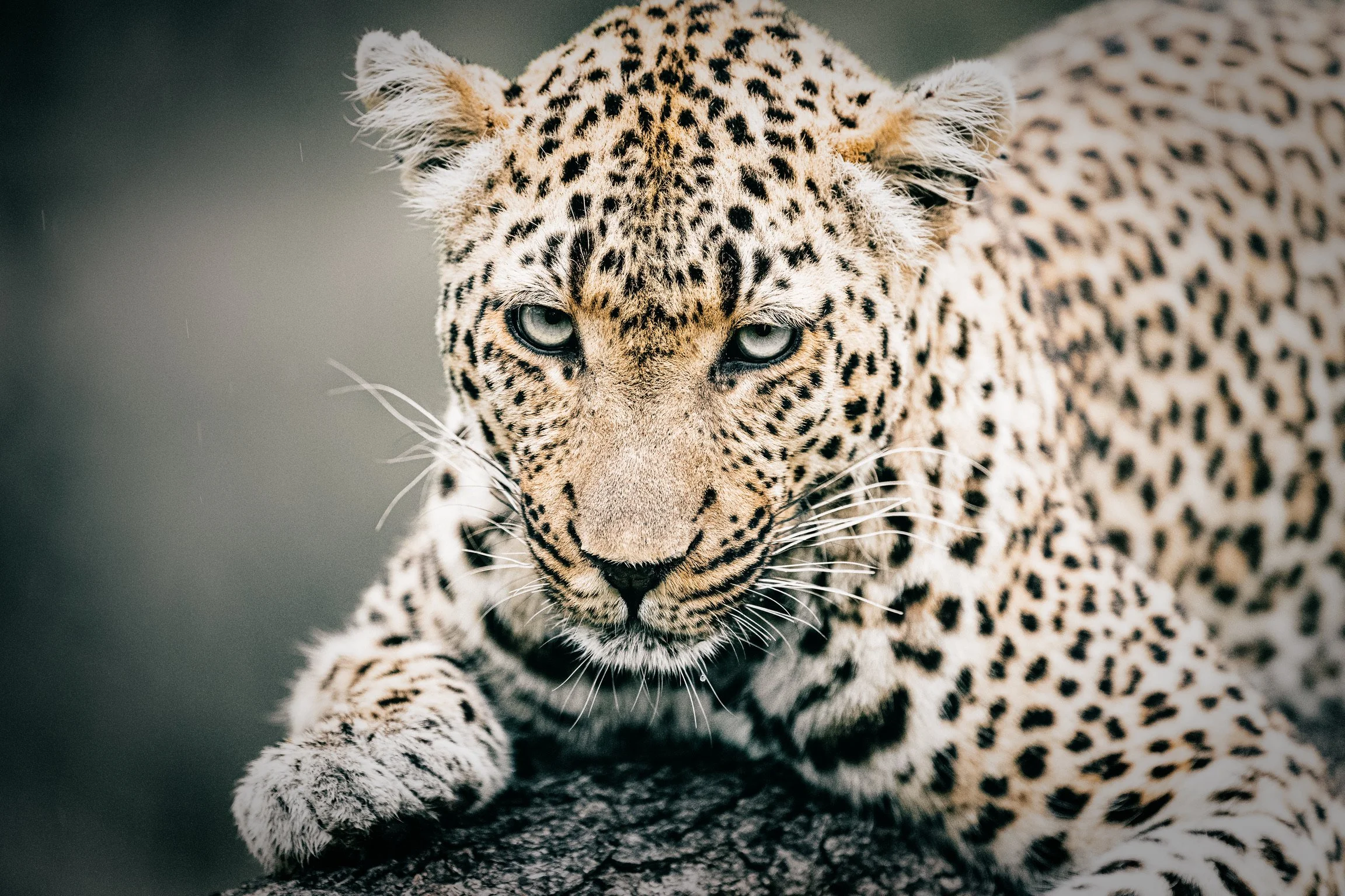Resting leopard