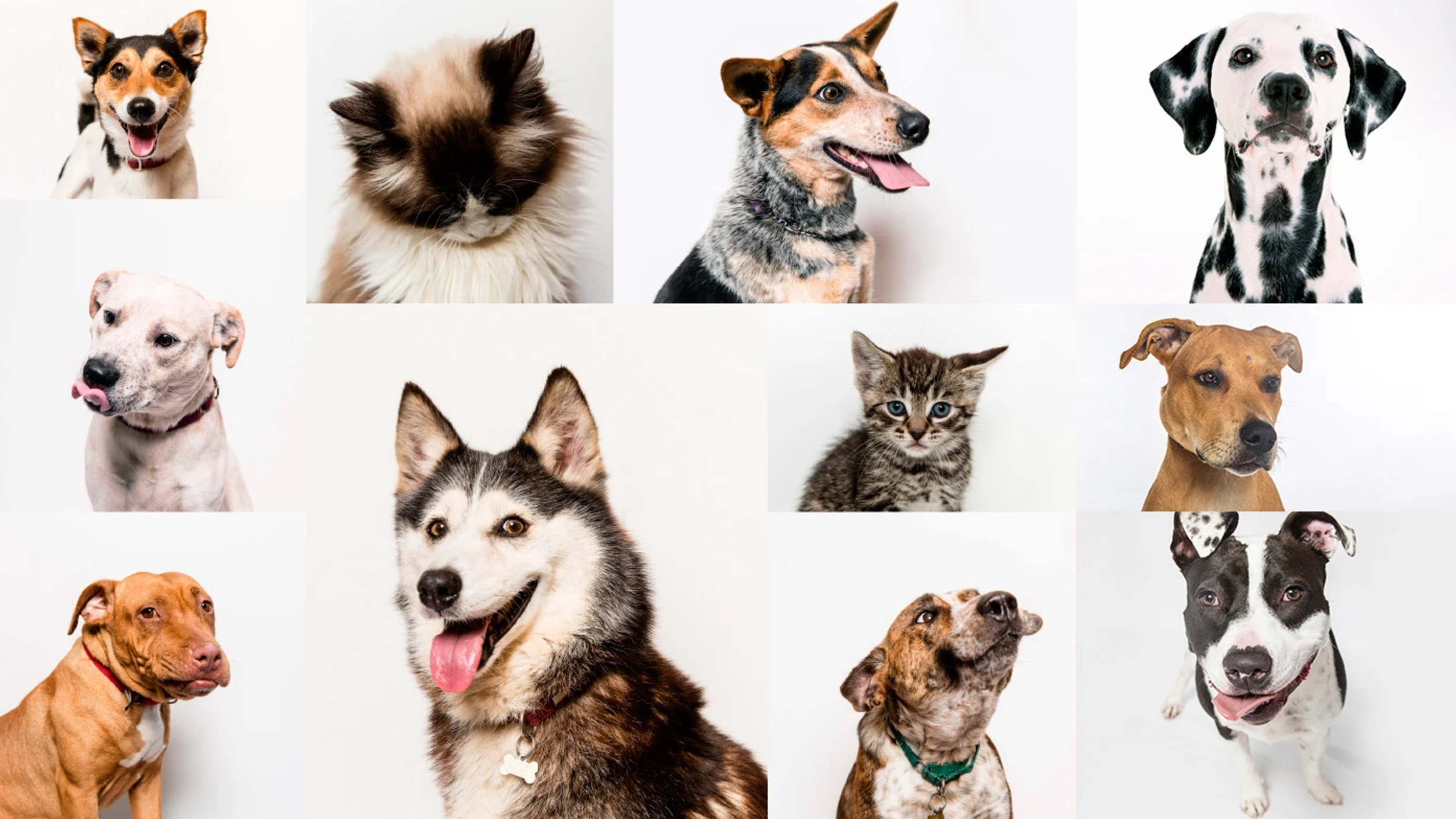 n'animais - branding 01.png