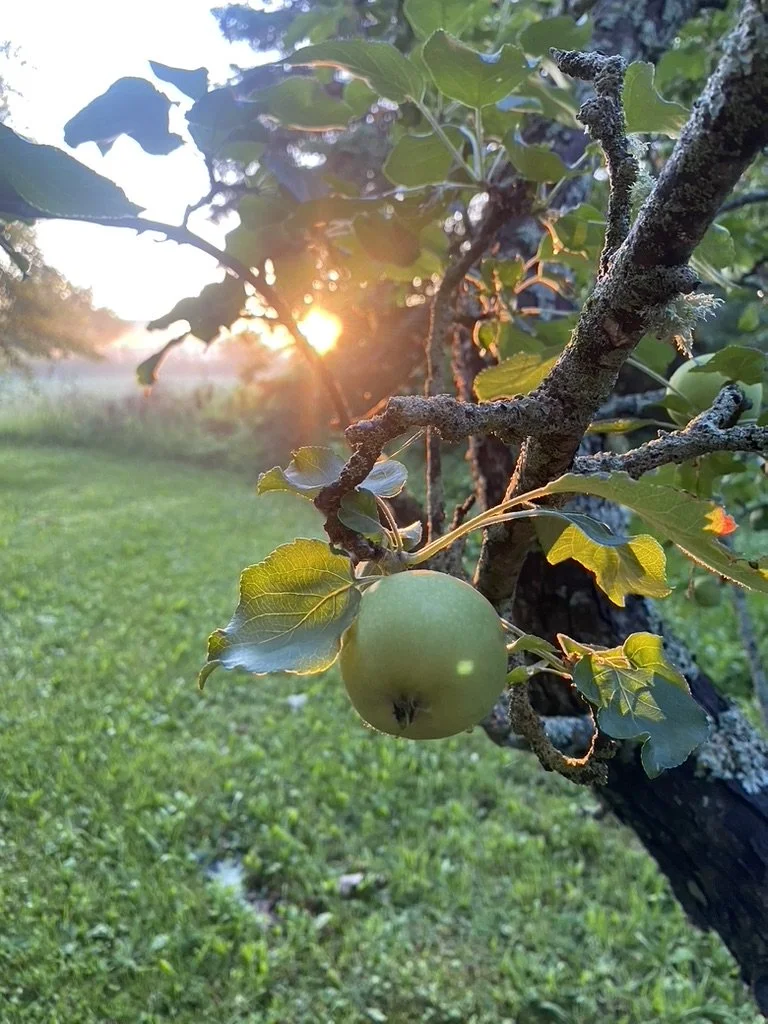 Herbal Apple Chai