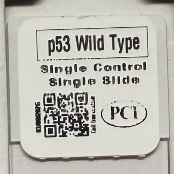p53 wild type Single Control Single Slide