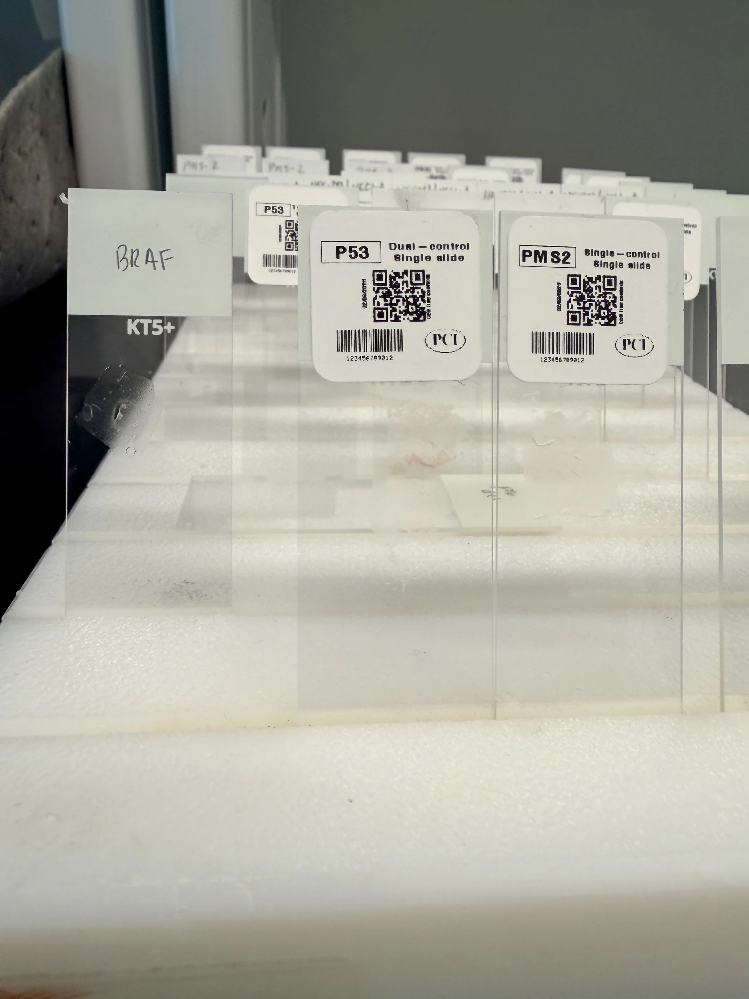 p53 DualControl™ Single Slide (OE and WT)