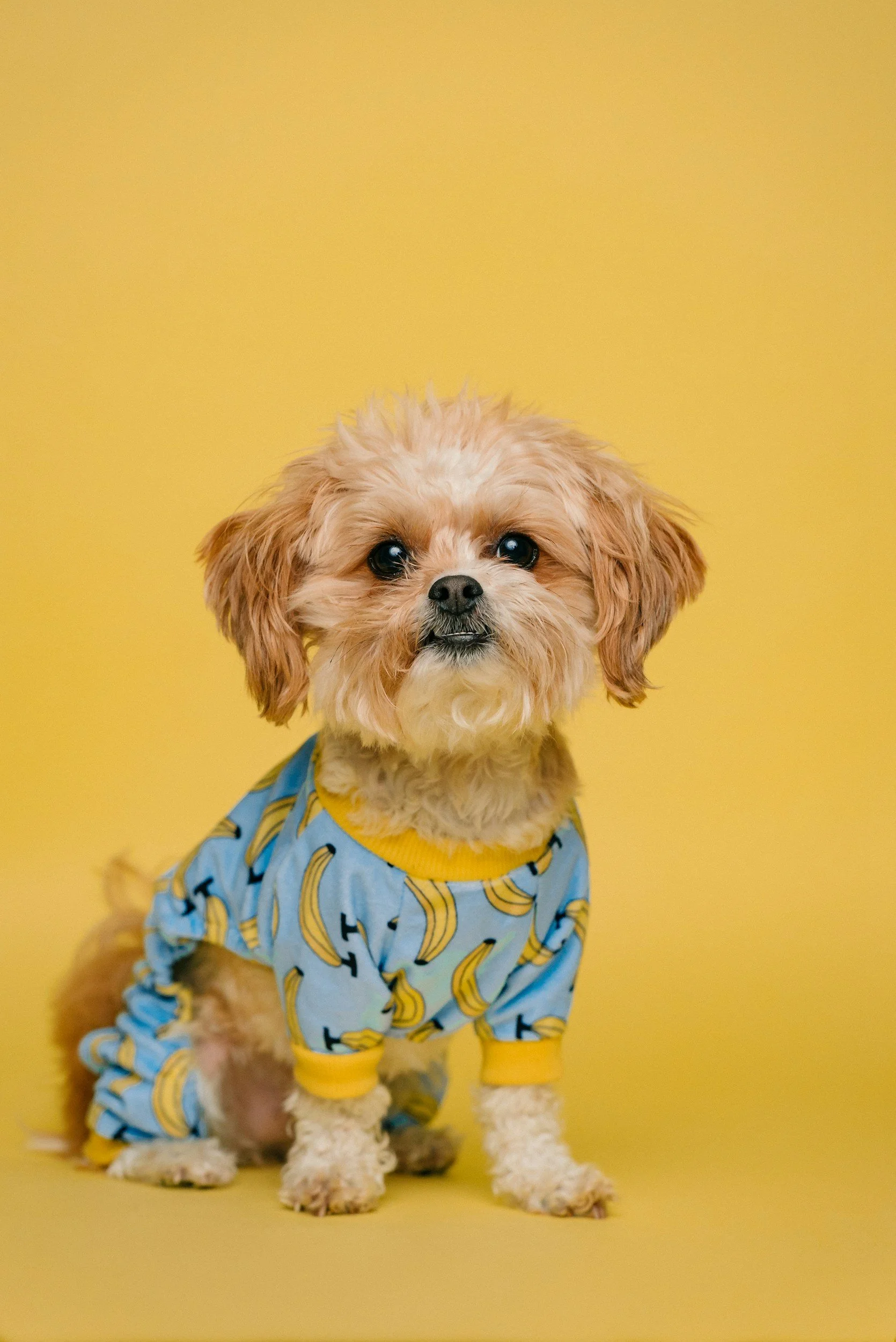 A small dog with curly, tan and white fur, wearing a blue pajama with yellow bananas and black letters on it, sitting against a yellow background.