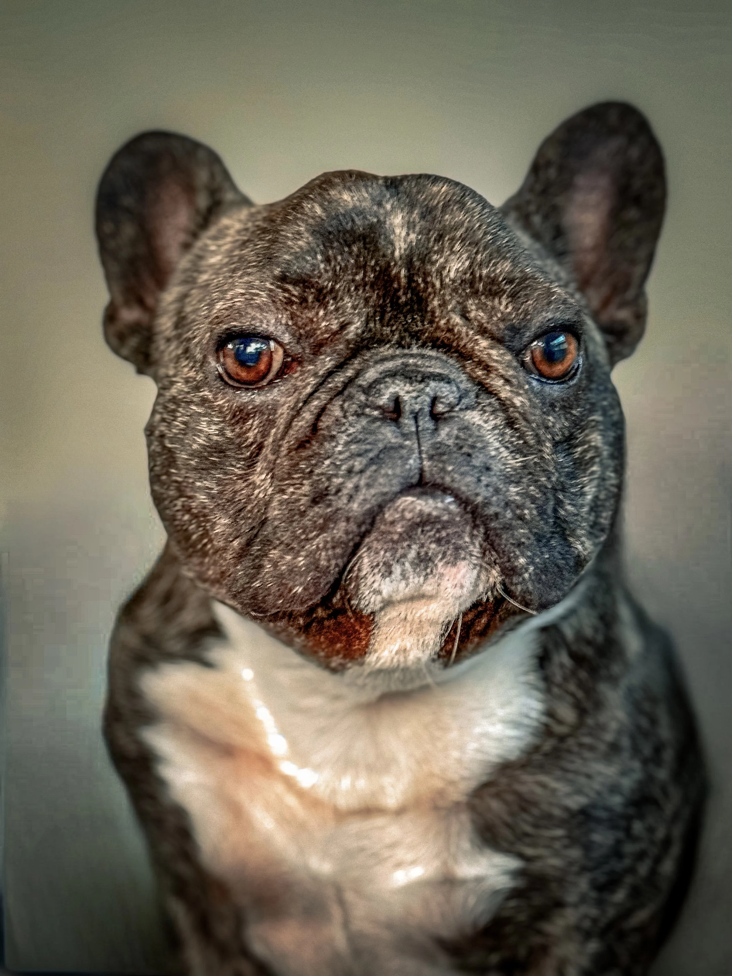 Close-up of a brindle French Bulldog with expressive eyes and a serious expression.