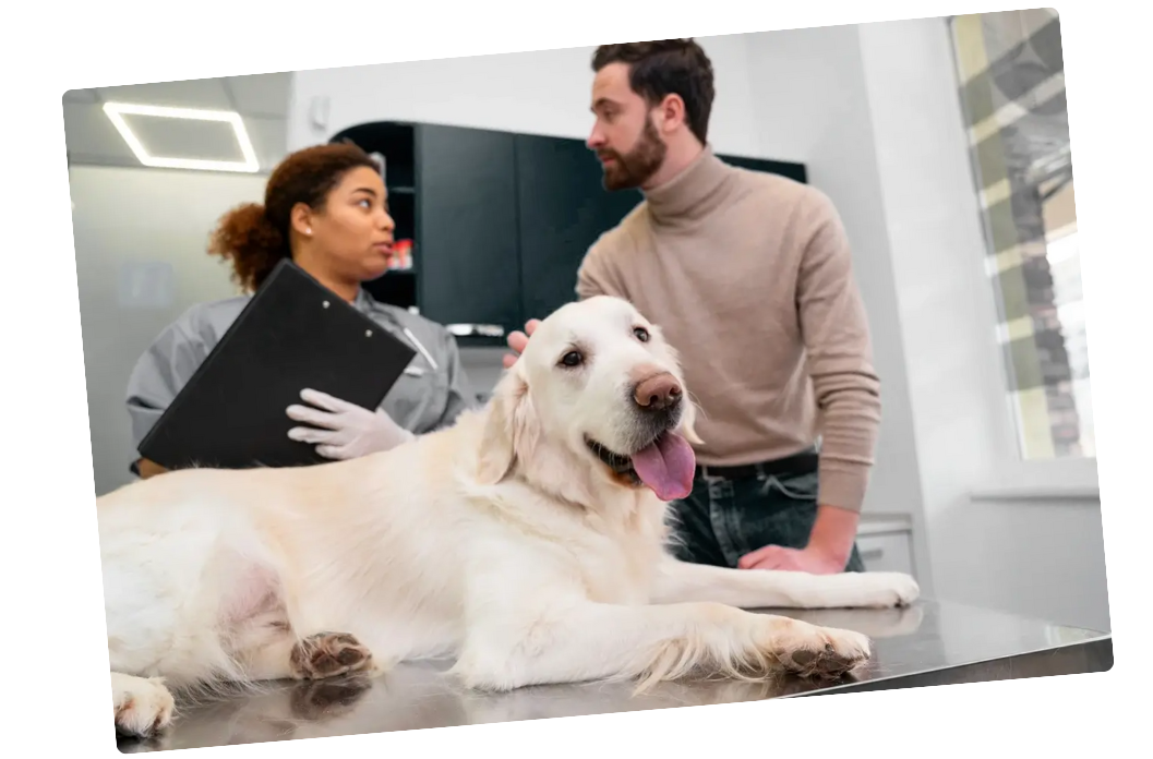 A golden retriever lying on a veterinary examination table, smiling with tongue out, while a veterinarian and a pet owner converse in a brightly lit veterinary office.