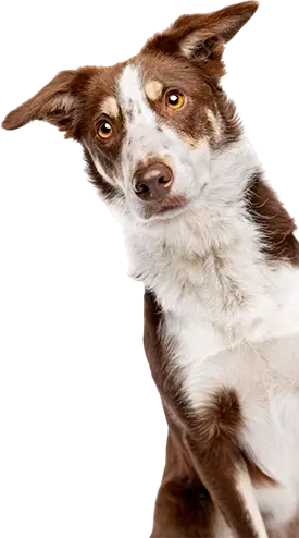 A dog with brown and white fur and upright ears, looking at the camera.