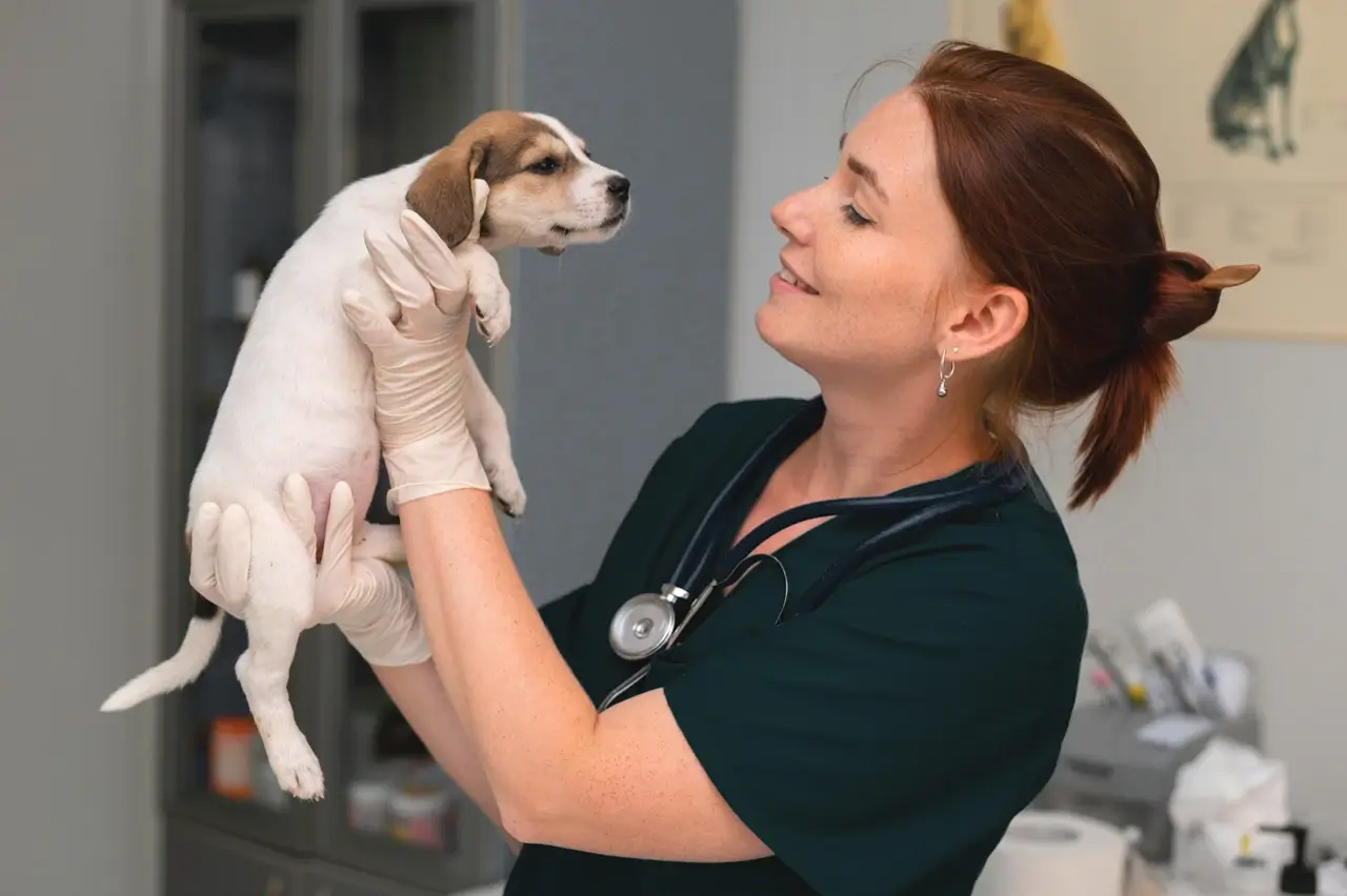 Veterinarian holding a small puppy in a veterinary clinic