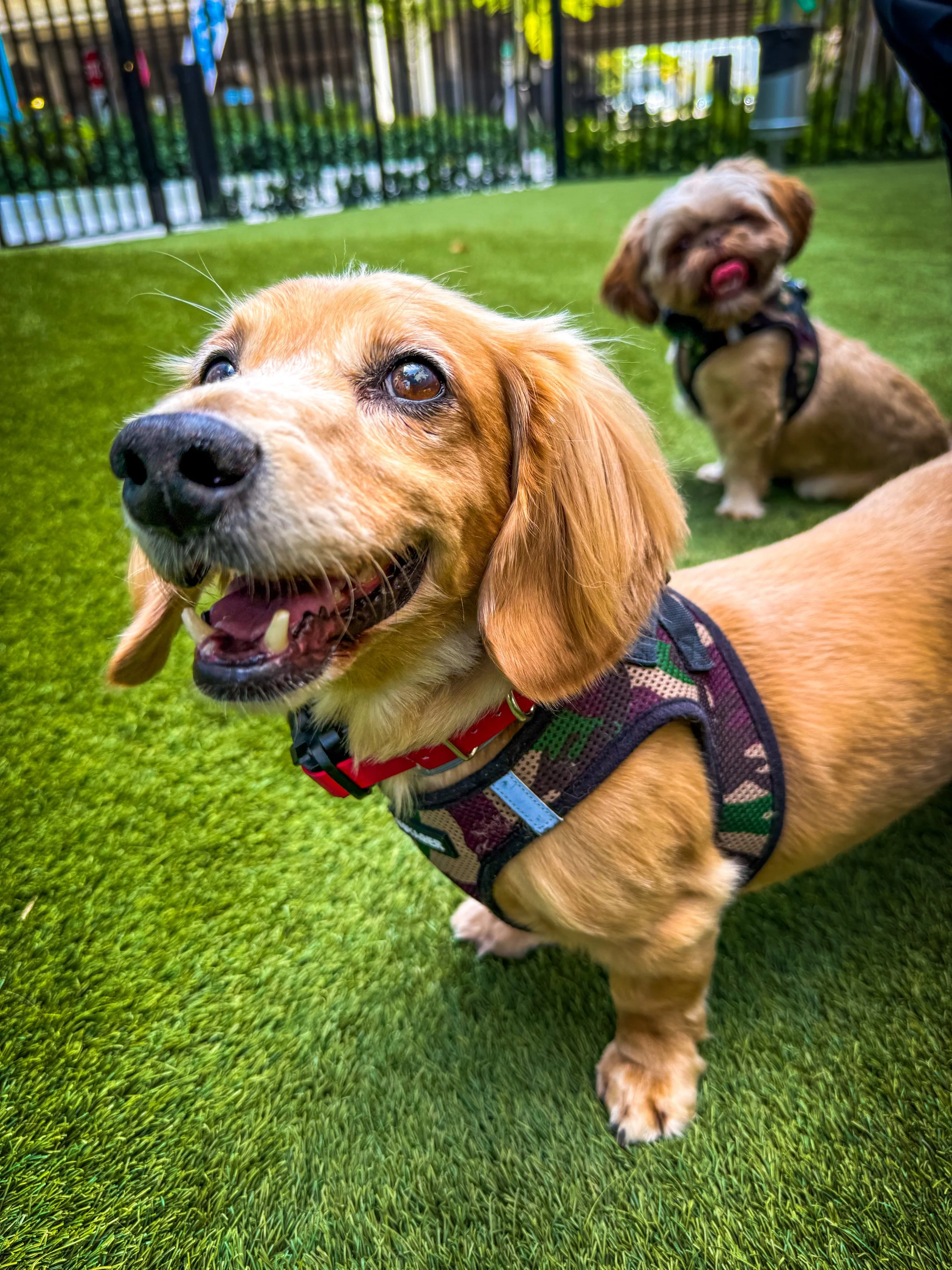 Services | Book Outstanding Pet Care Today — The Urban Paw
