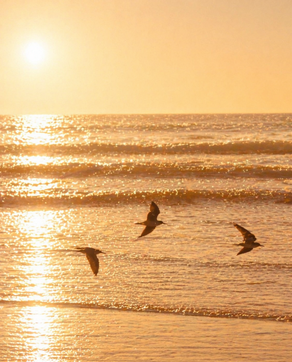 Gulls lake.png