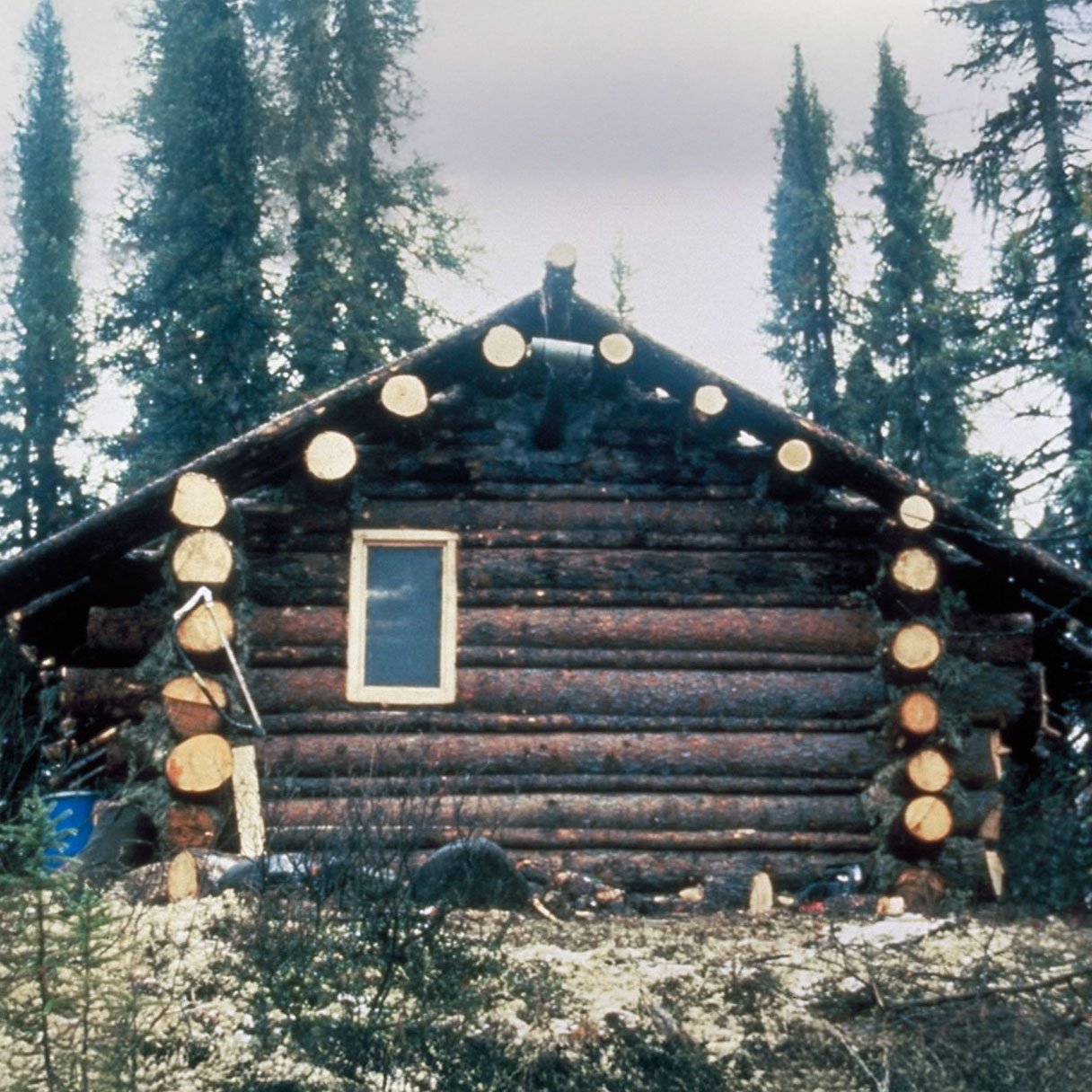 The plan was to have 2 windows on the north wall of the cabin however we began to wonder what would happen to the logs between the windows after the second window was cut. We ended up bracing these logs and cutting in the second window which turned o