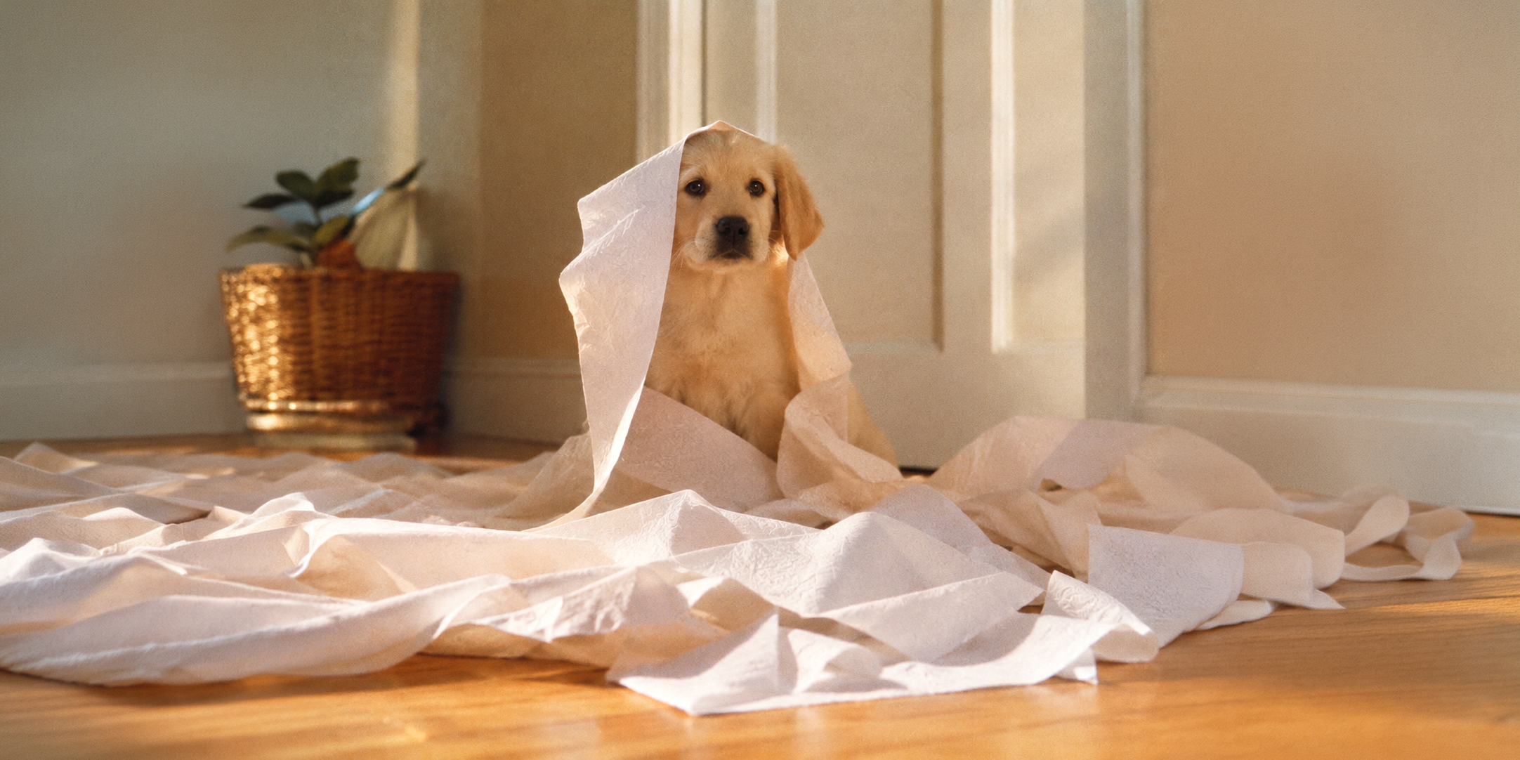 [ 05 ] Andrex I Turn any dog into an Andrex dog
